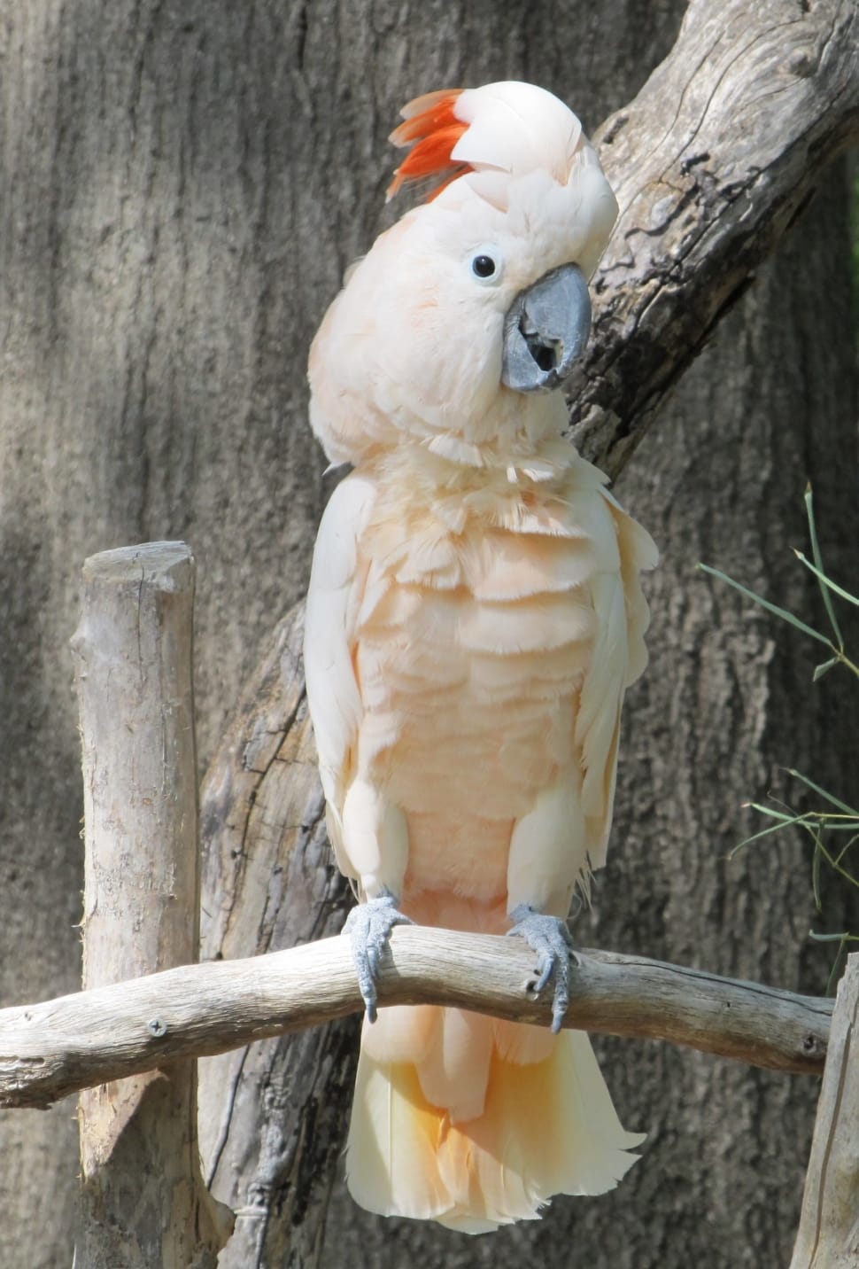 970x1432 white red parrot free image