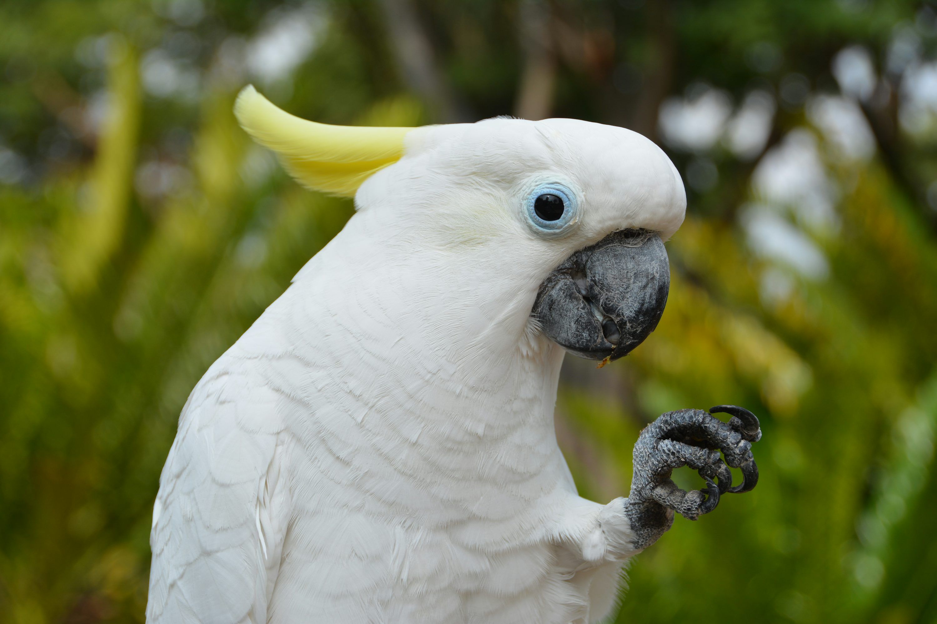 3000x2000 A close up of a white parrot with a yellow beak photo