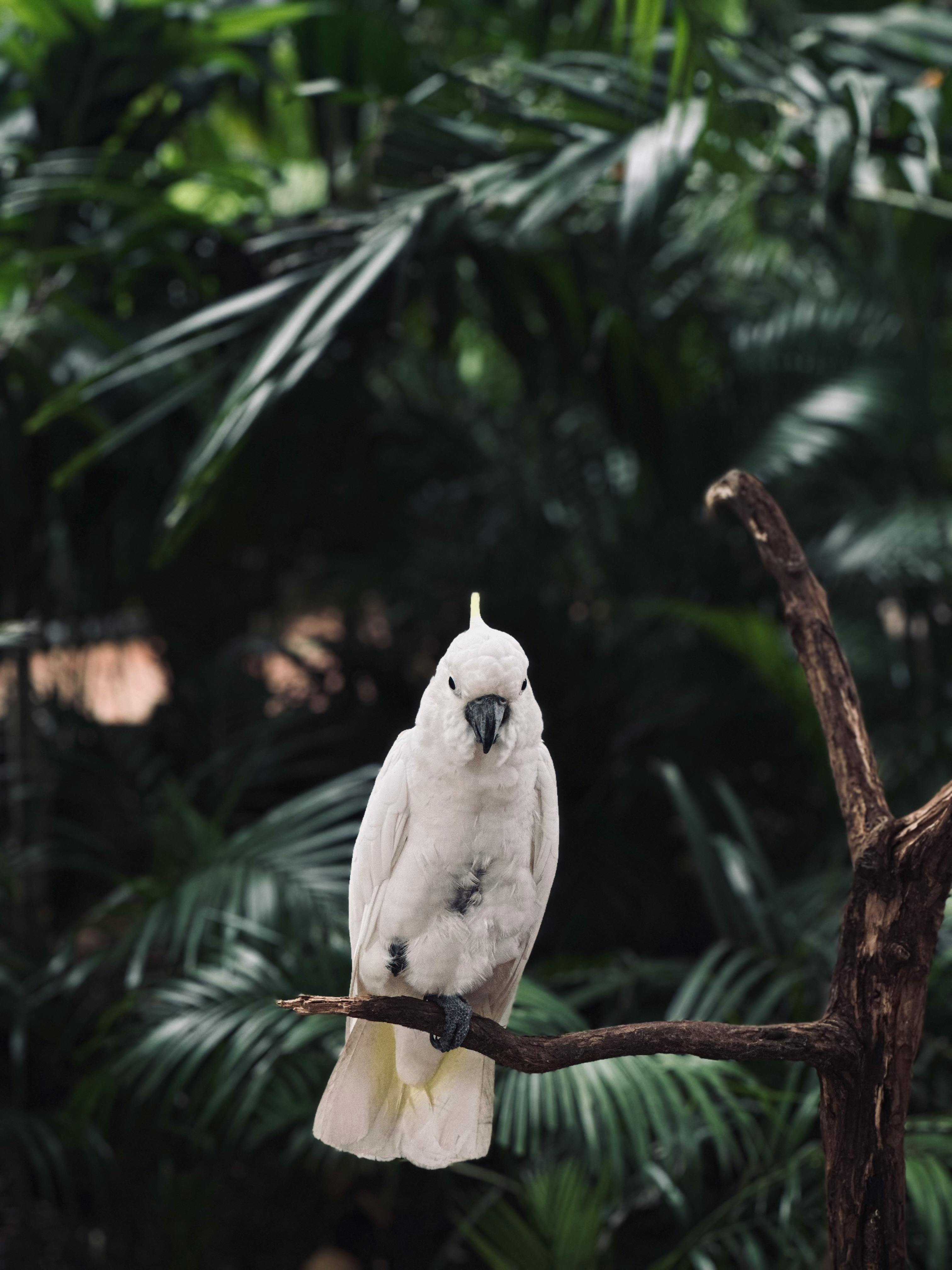 3024x4032 White Parrot in a Jungle · Free