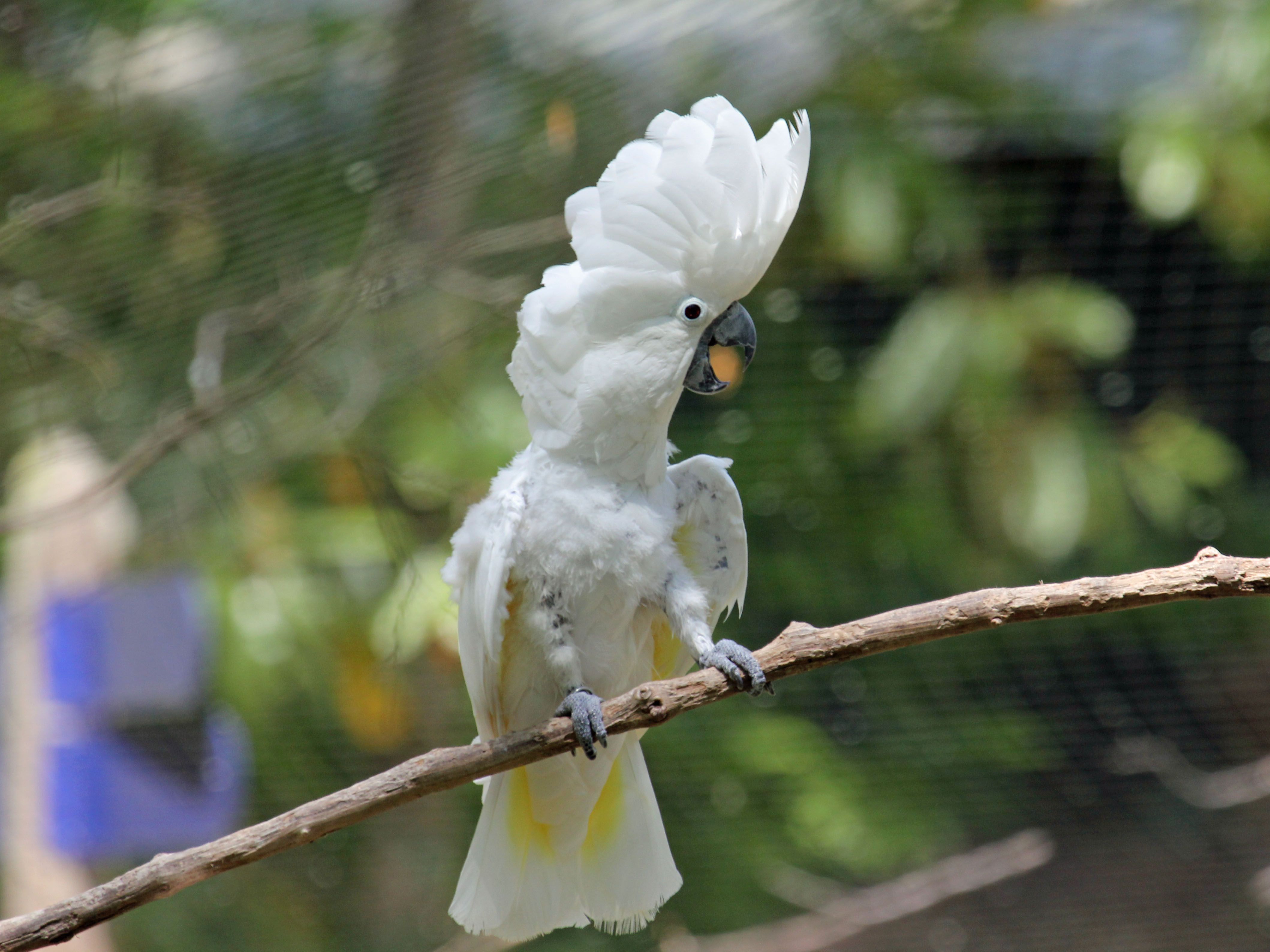 4236x3177 White Cockatoo also Umbrella Cockatoo
