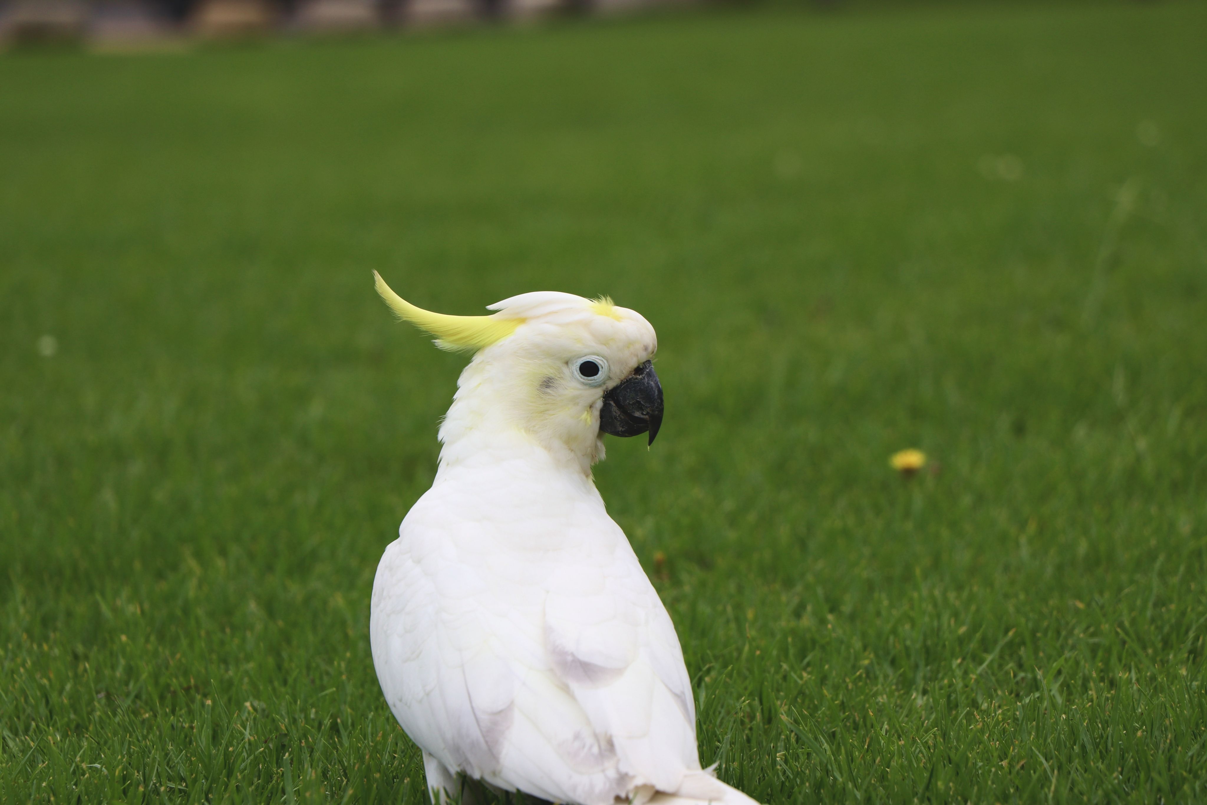 4096x2732 White Cockatoo on Grass in Outdoor Setting · Free