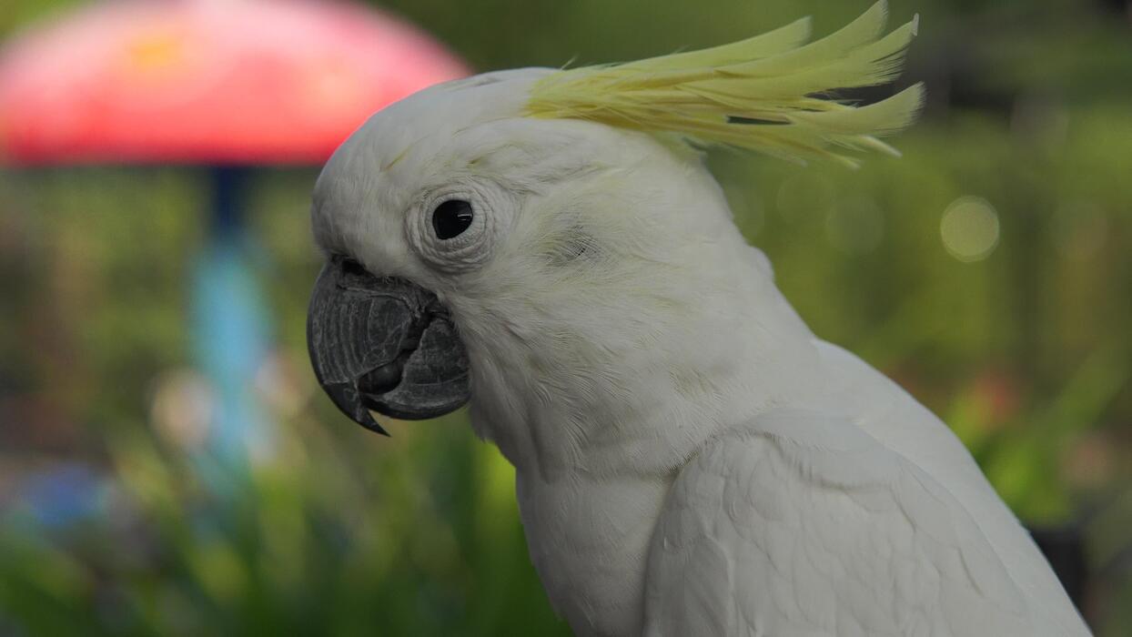 1244x700 Sulphur Crested Cockatoo, A White Parrot With A Yellow Beak Stands On A Ledge Eating