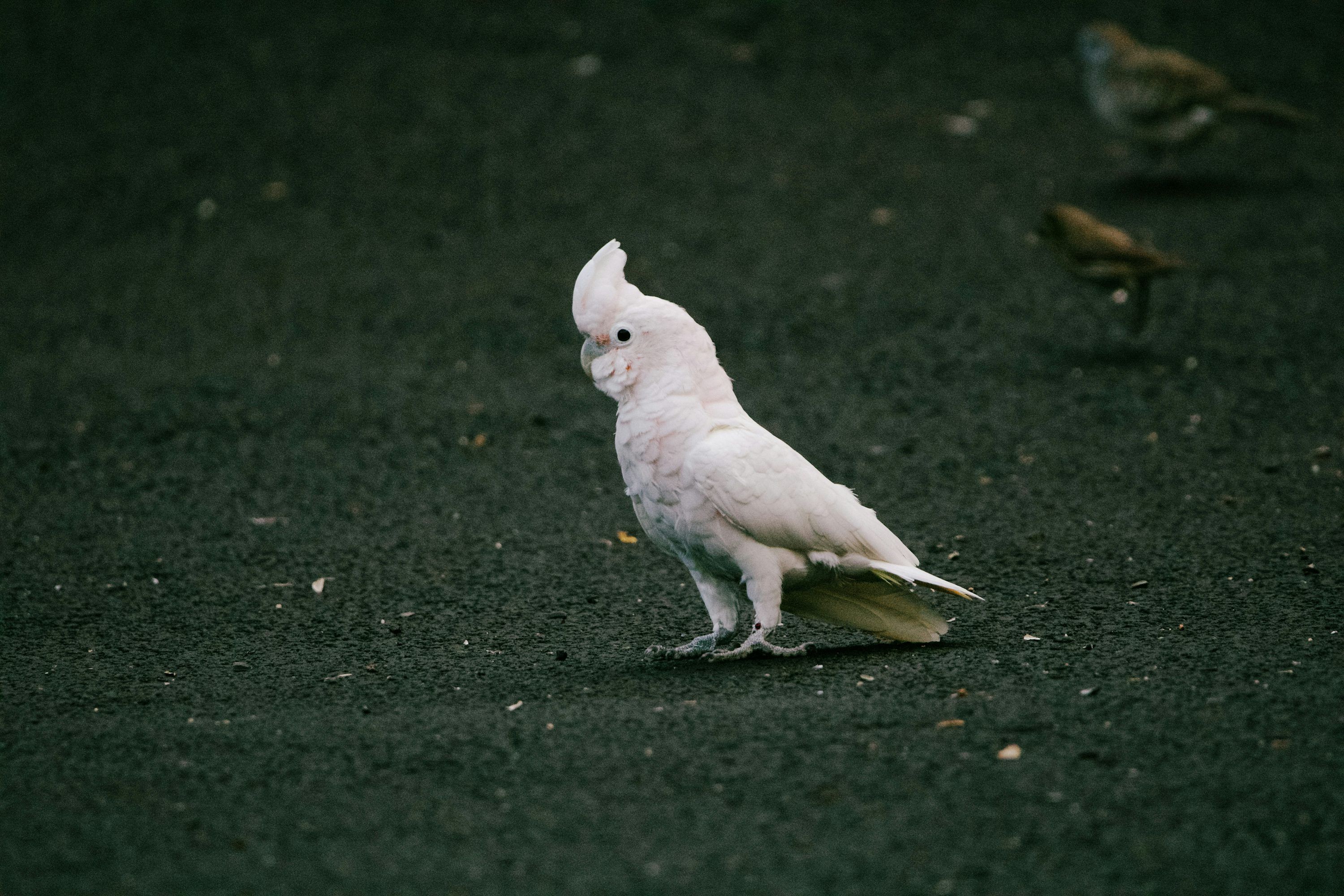 3000x2000 A white cockatoo stands on dark ground. photo