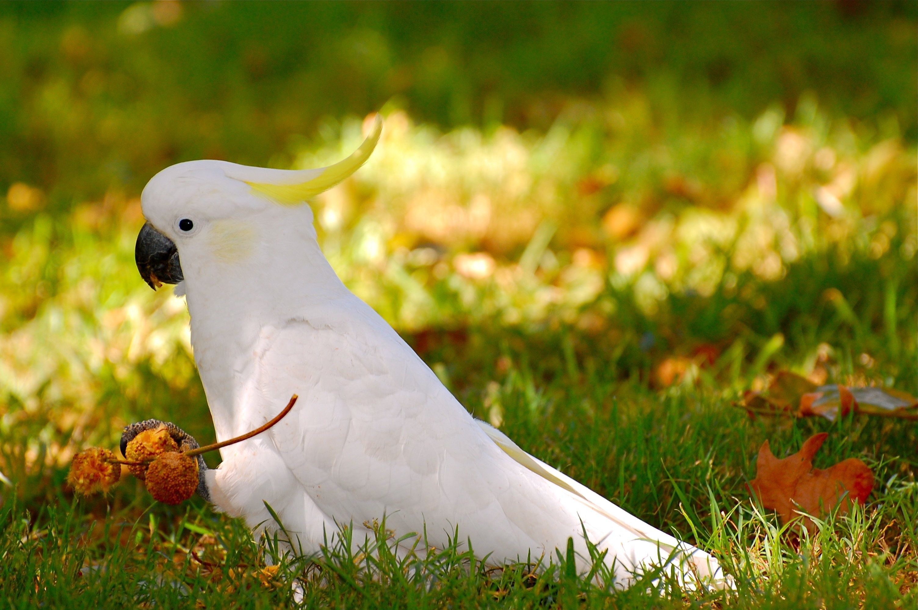 3008x2000 Cockatoo Wallpaper