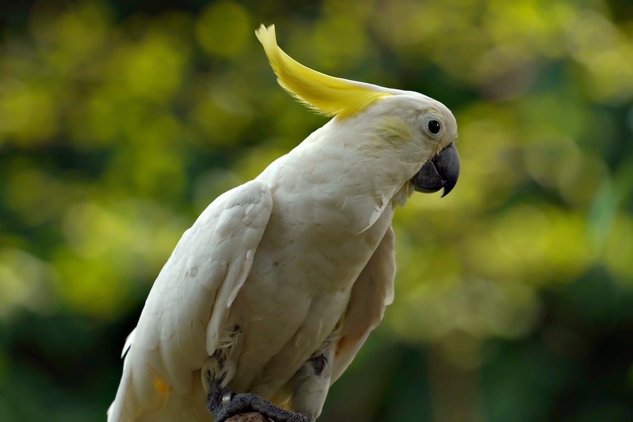1280x853 Parrot Cockatoo Light Yellow