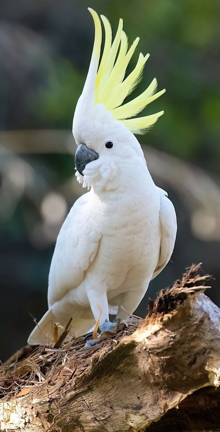 736x1444 AMAZING WORLD OF BIRDS. White Cockatoo on Tree Branch. Perroquet oiseau, Image chat drole, Image oiseau