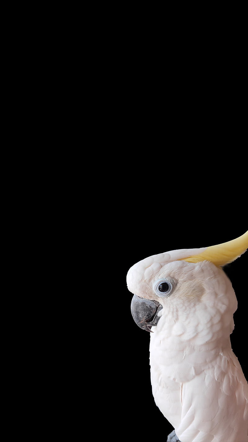 800x1422 Cocatoo, bird, black, cockatoo, gray, parrot, parrots, for iphone, whute, yellow, HD phone wallpaper