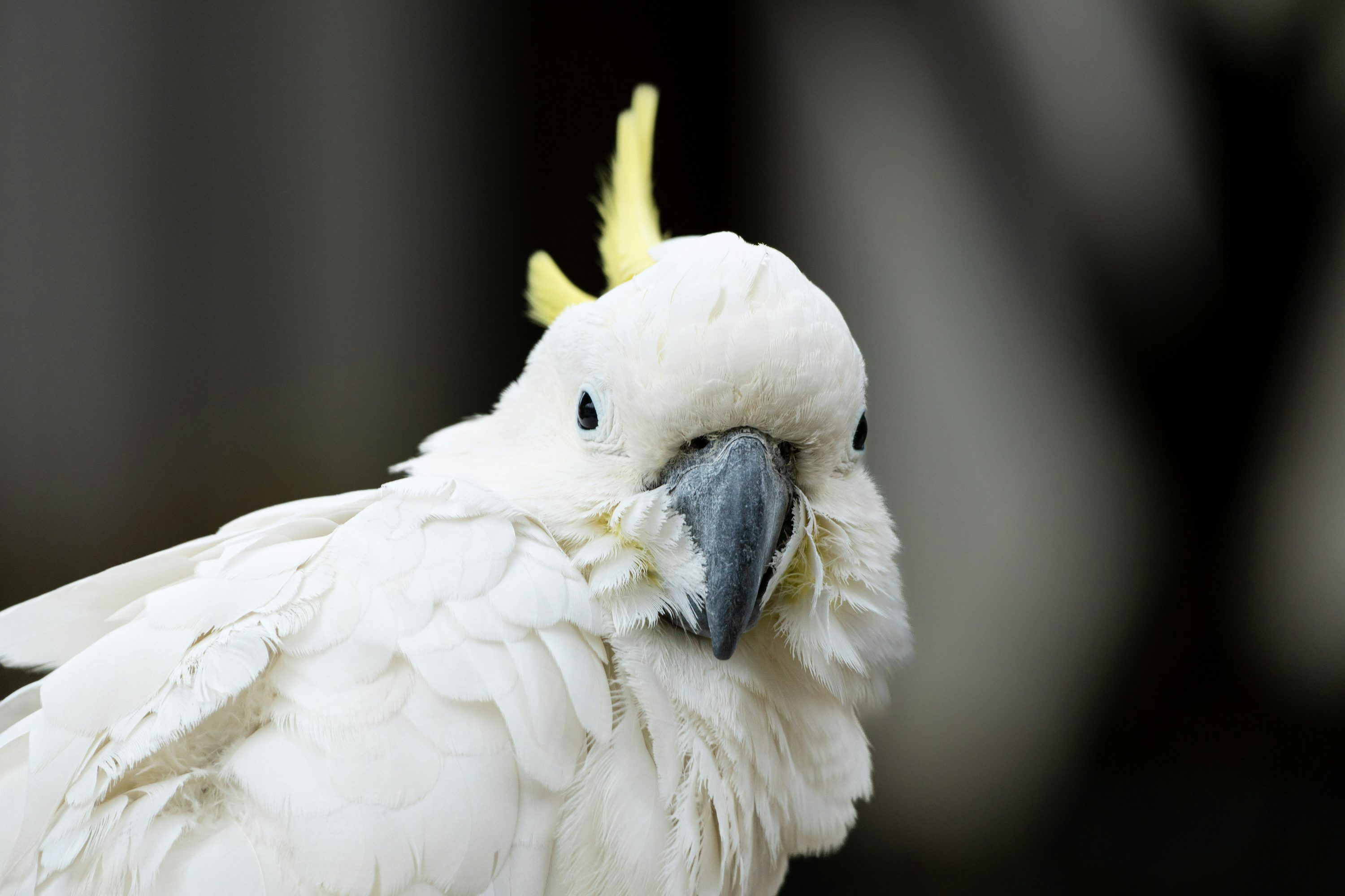 3000x2000 A close up of a white parrot with yellow feathers photo