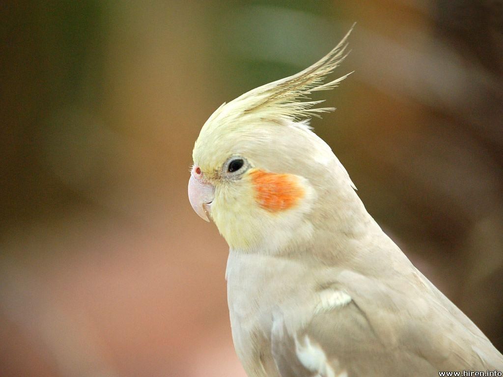 1024x768 Cockatiel HD Background Wallpaper 19929