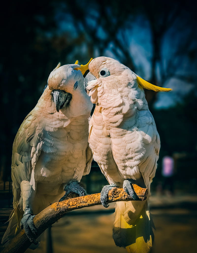 800x1030 Cockatoo, parrots, love, birds, HD phone wallpaper