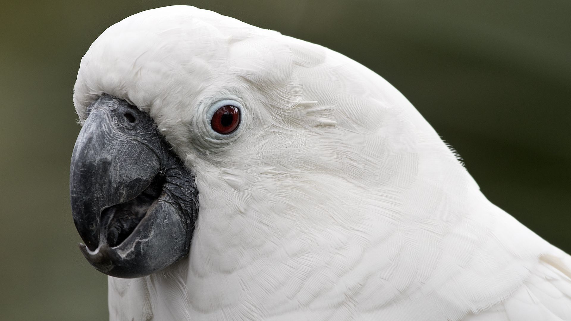 1920x1080 Download wallpaper 1920x1080 white cockatoo, cockatoo, parrot, white, beak, feathers full hd, hdtv, fhd, 1080p HD background