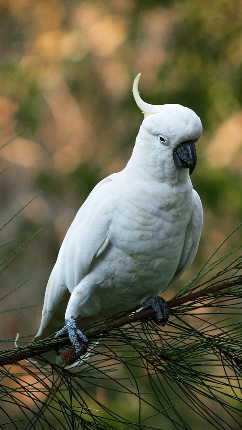 800x1422 Resim- birds, black, cockatoo, feeling, love, loving, parrot, parrots, polar, HD phone wallpaper