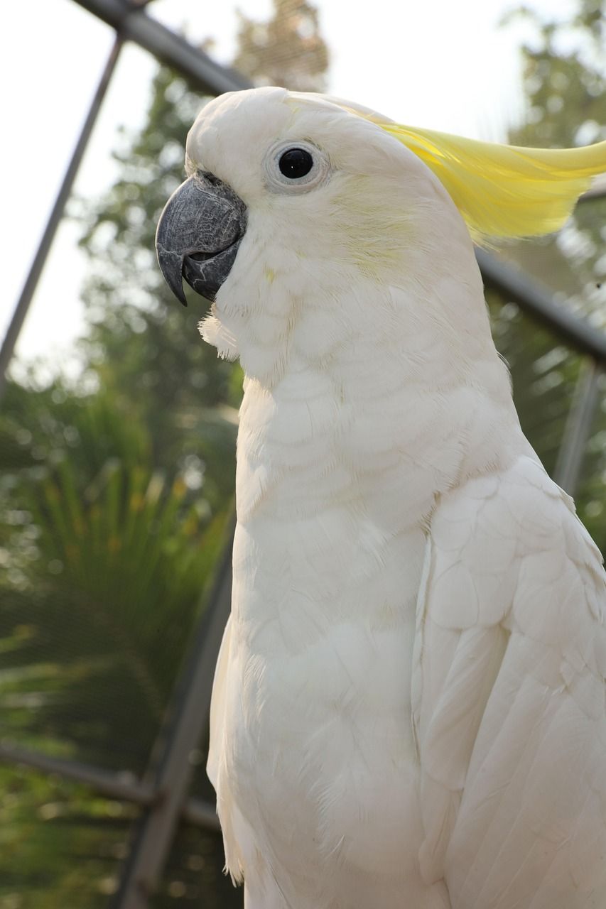 853x1280 White Parakeets Rare Parrots South