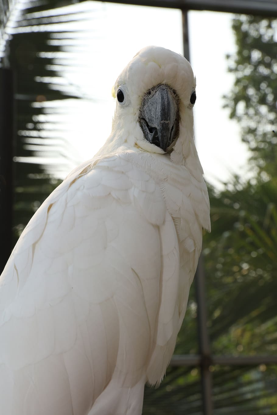910x1365 Free parakeets white photo