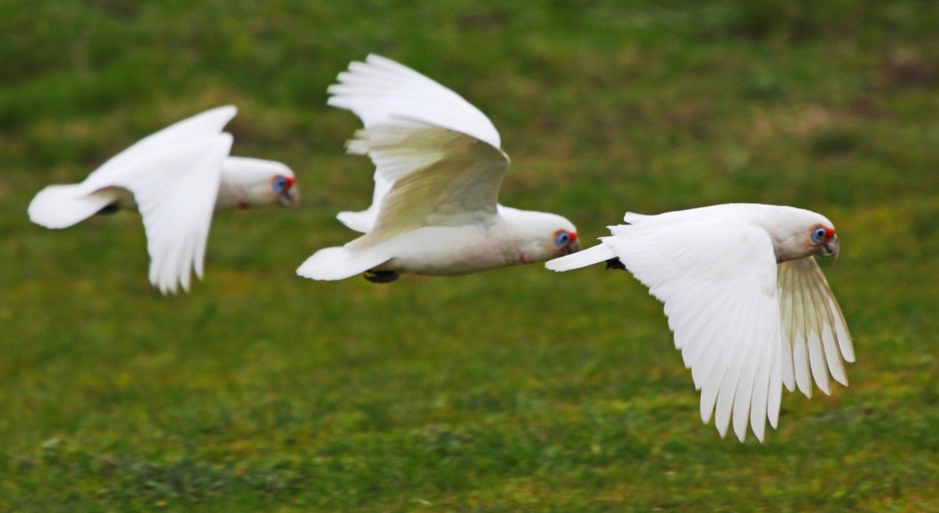 1920x1048 Download Flight Parrot Bird Animal Long Billed Corella 4k Ultra HD Wallpaperx2553