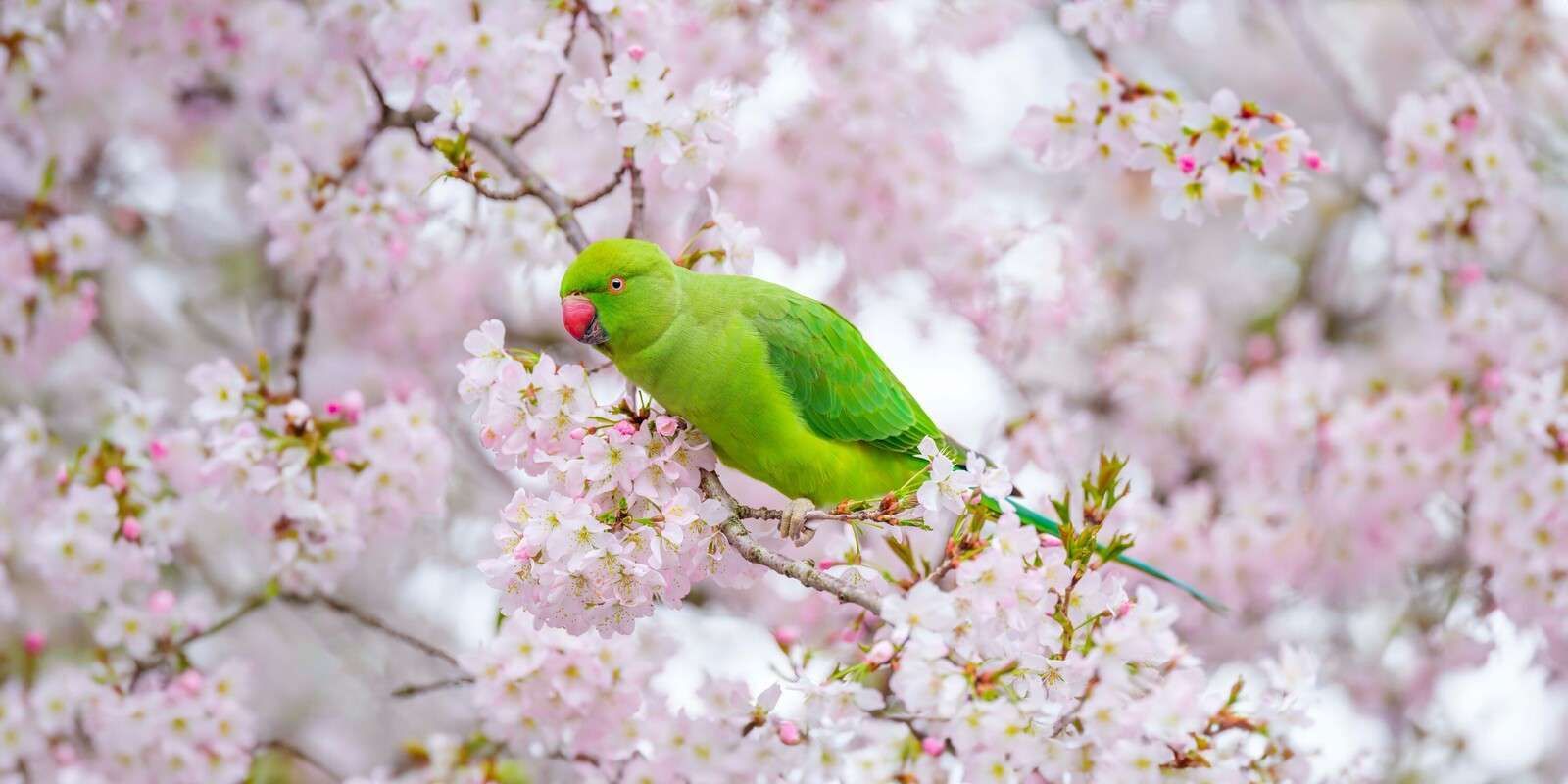 1600x800 Wall Mural sitting on blossom tree