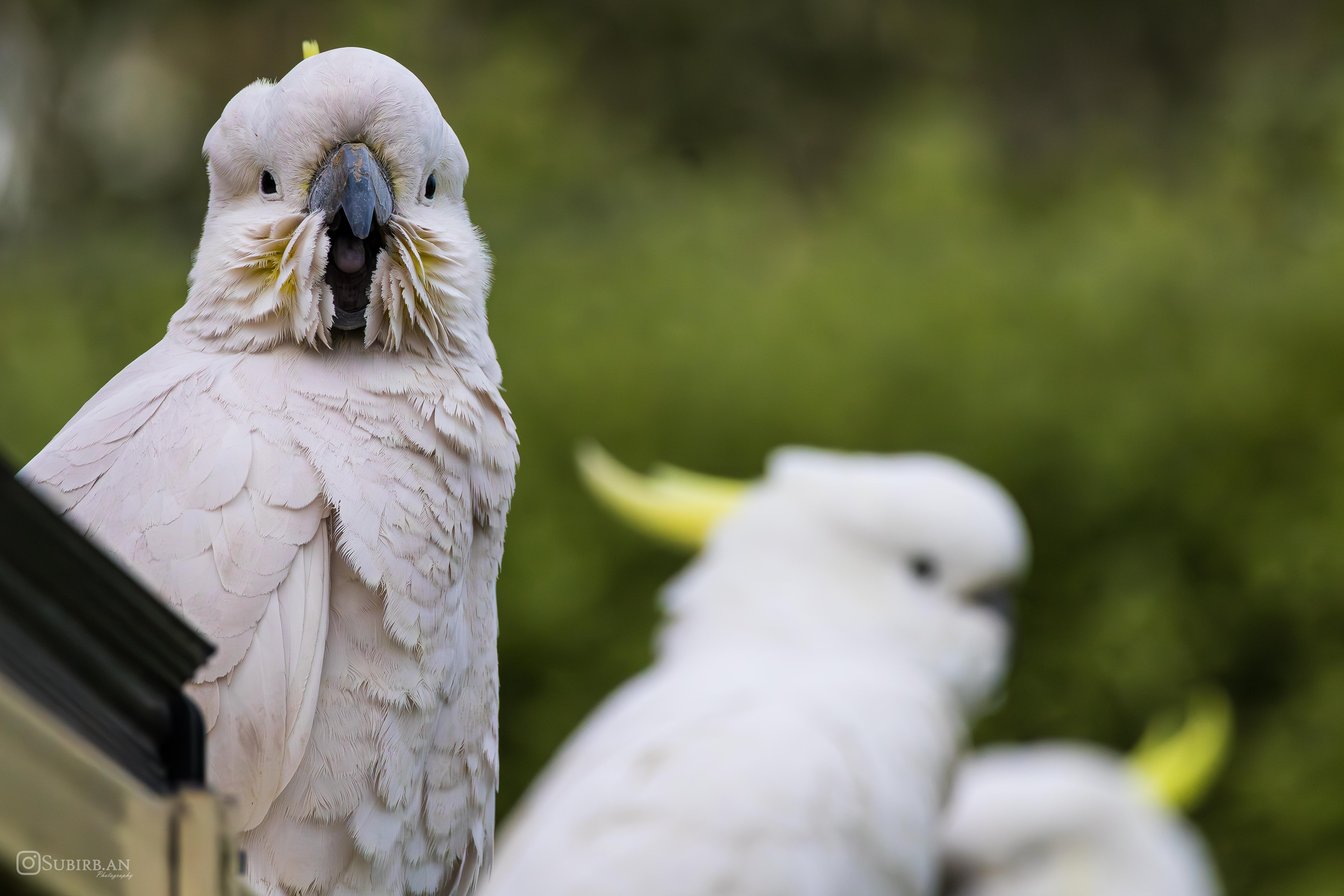6000x4000 Parrot Picture!