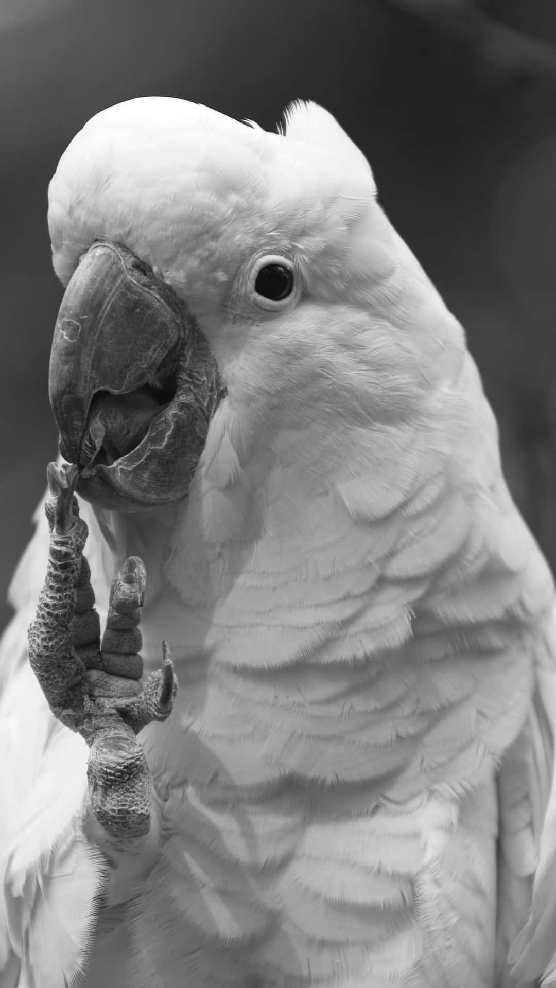 1080x1920 Download Black And White Parrot Eating Wallpaper