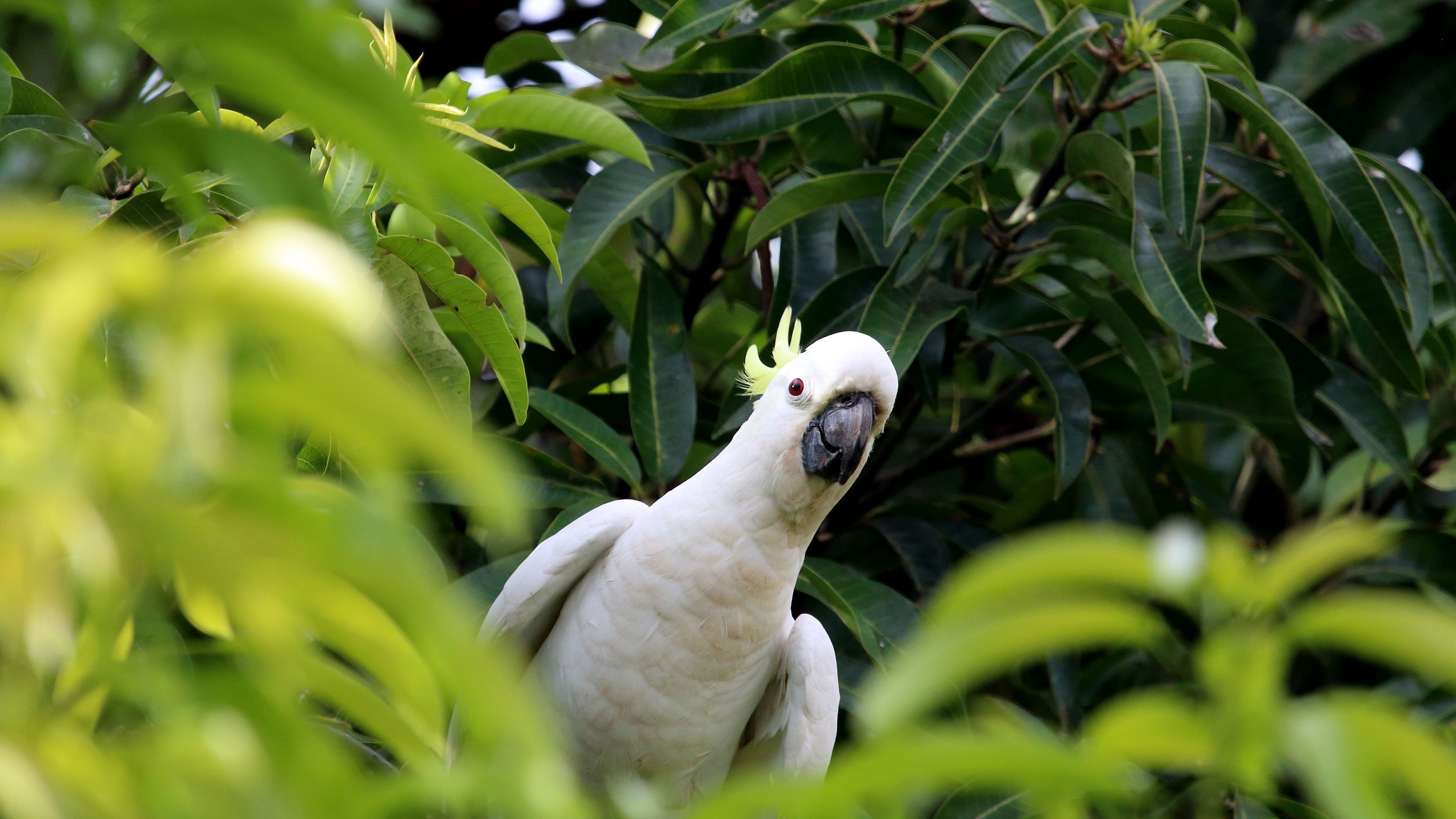 3840x2160 White Cockatoo Parrot Bird Green Leaves Tree Branches Background 4K HD Birds Wallpaper