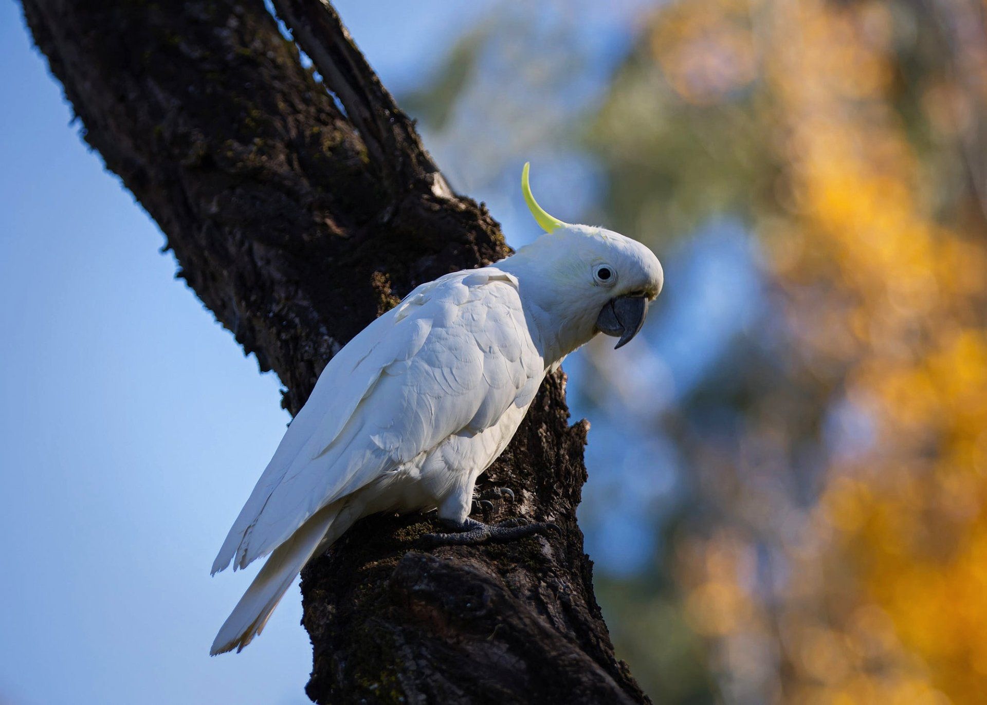 1920x1372 Sunlit Sulphur Crested Cockatoo