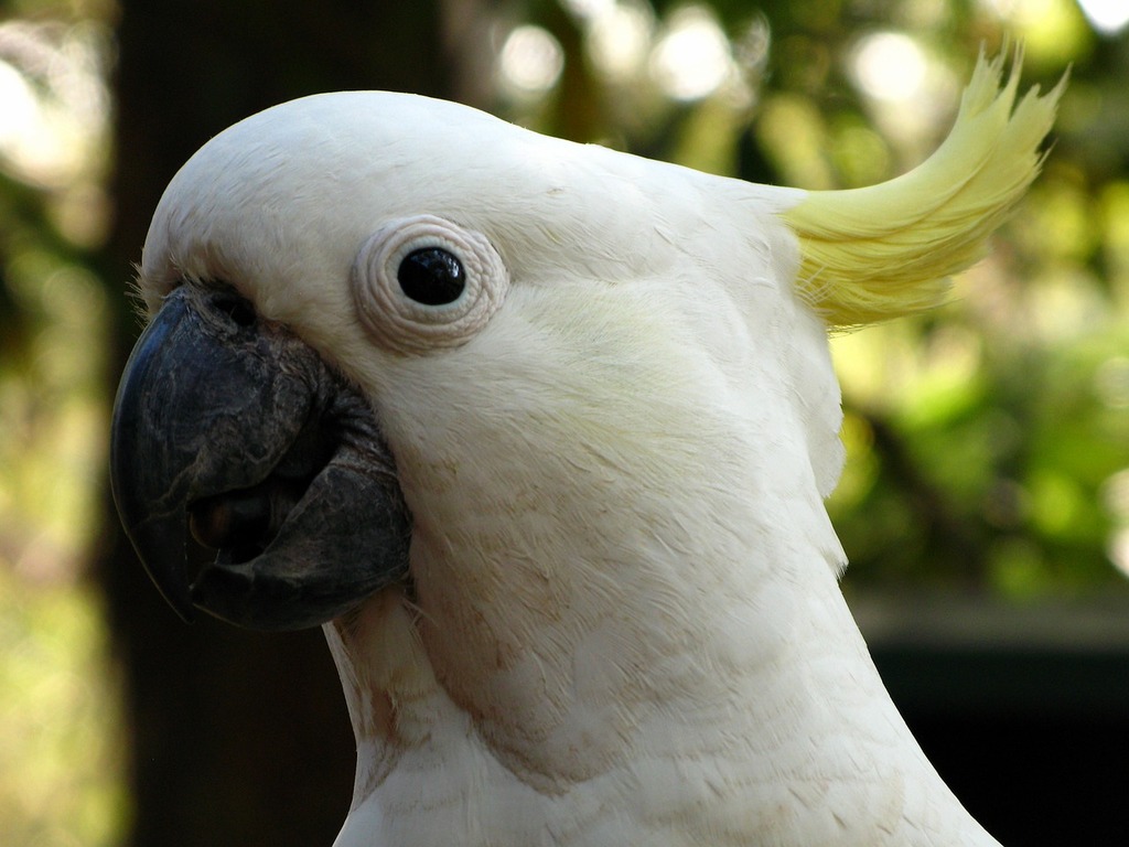 1024x768 White cockatoo Image: PICRYL Domain Media Search Engine Public Domain Search