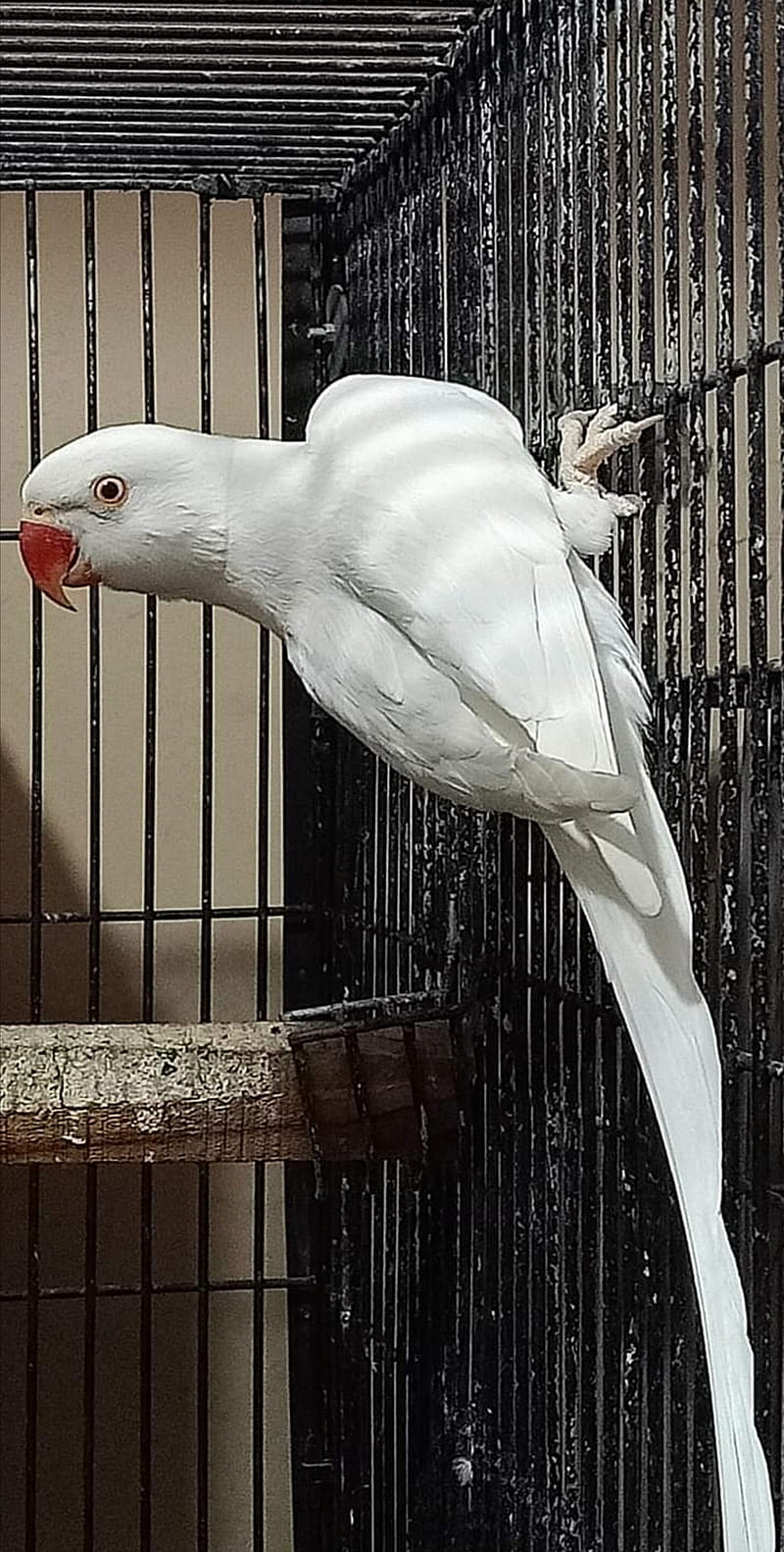 800x1583 White RingNeck, bird, parrot, HD phone wallpaper