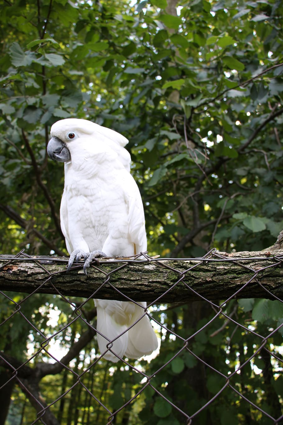 910x1365 Parot 1080P, 2K, 4K, 5K HD wallpaper free download