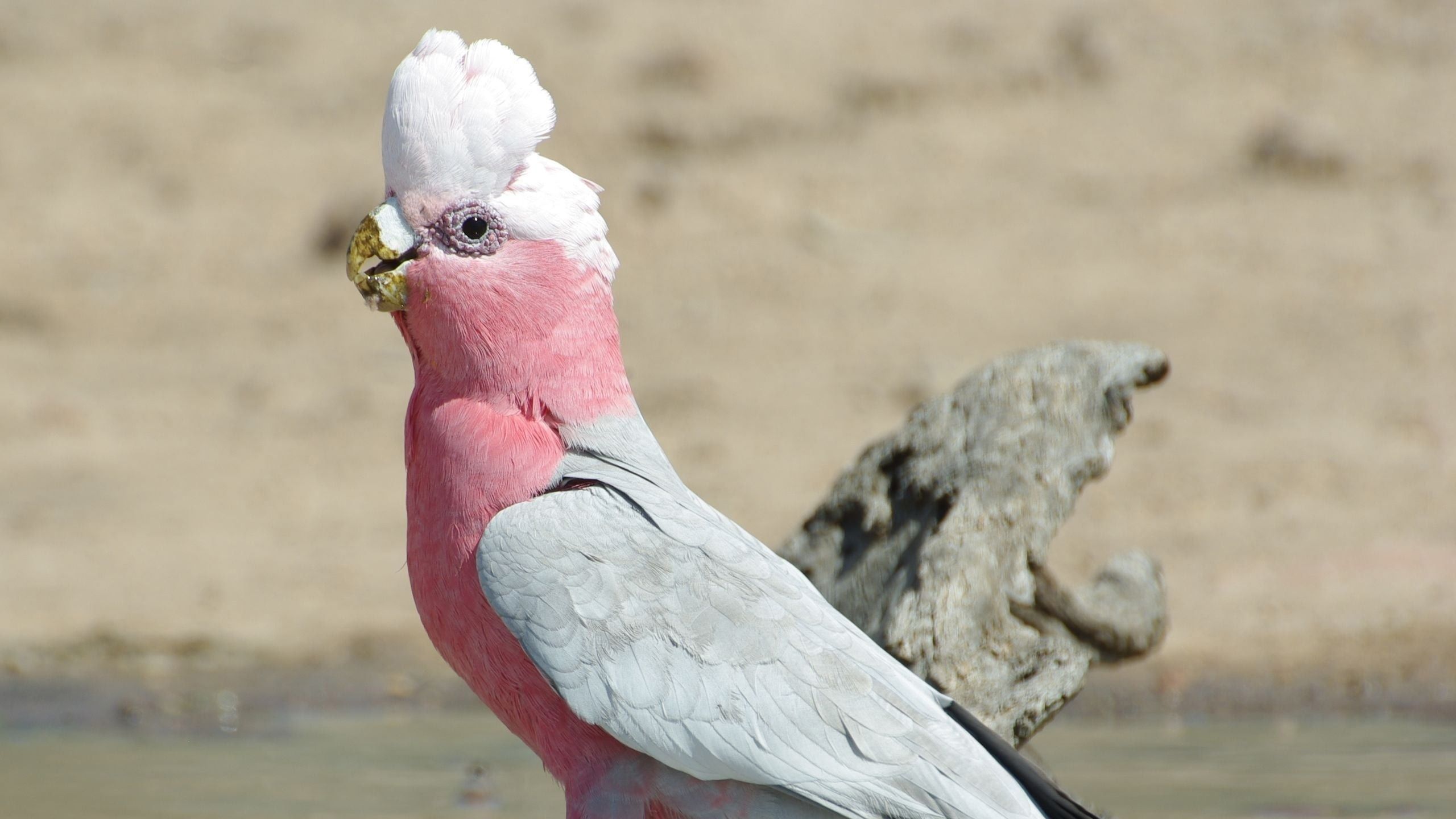 2560x1440 Beautiful White Peach Color Gallah Parrot On Tree Trunk HD Birds Wallpaper