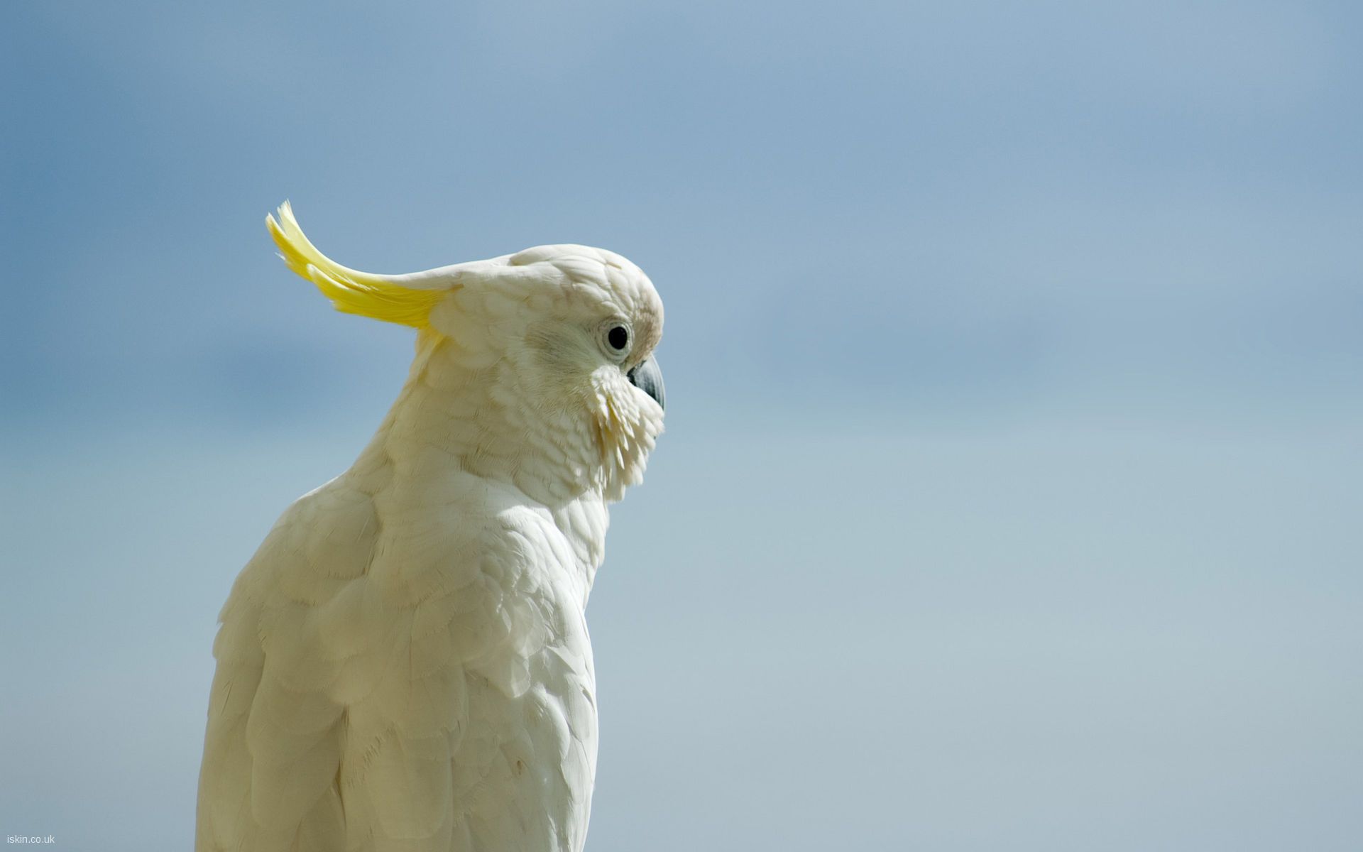 1920x1200 White Cockatoo Background Wallpaper 20565