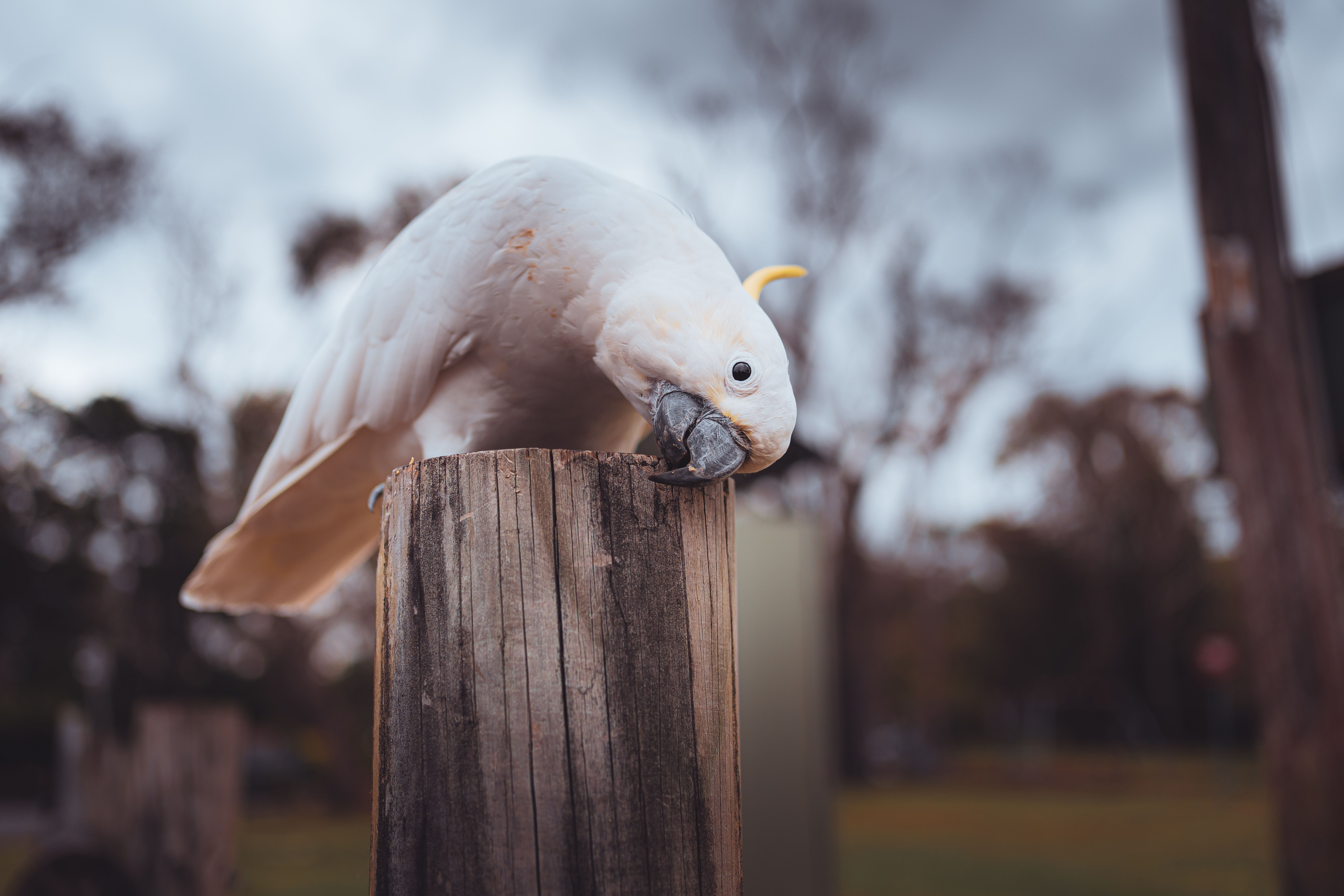 6566x4377 White Parrots on a Field · Free