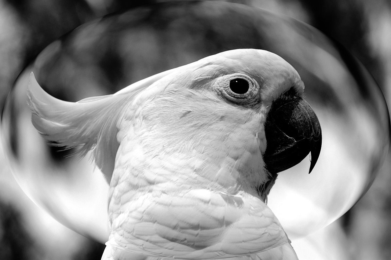 1280x851 Cockatoo Bird Wildlife