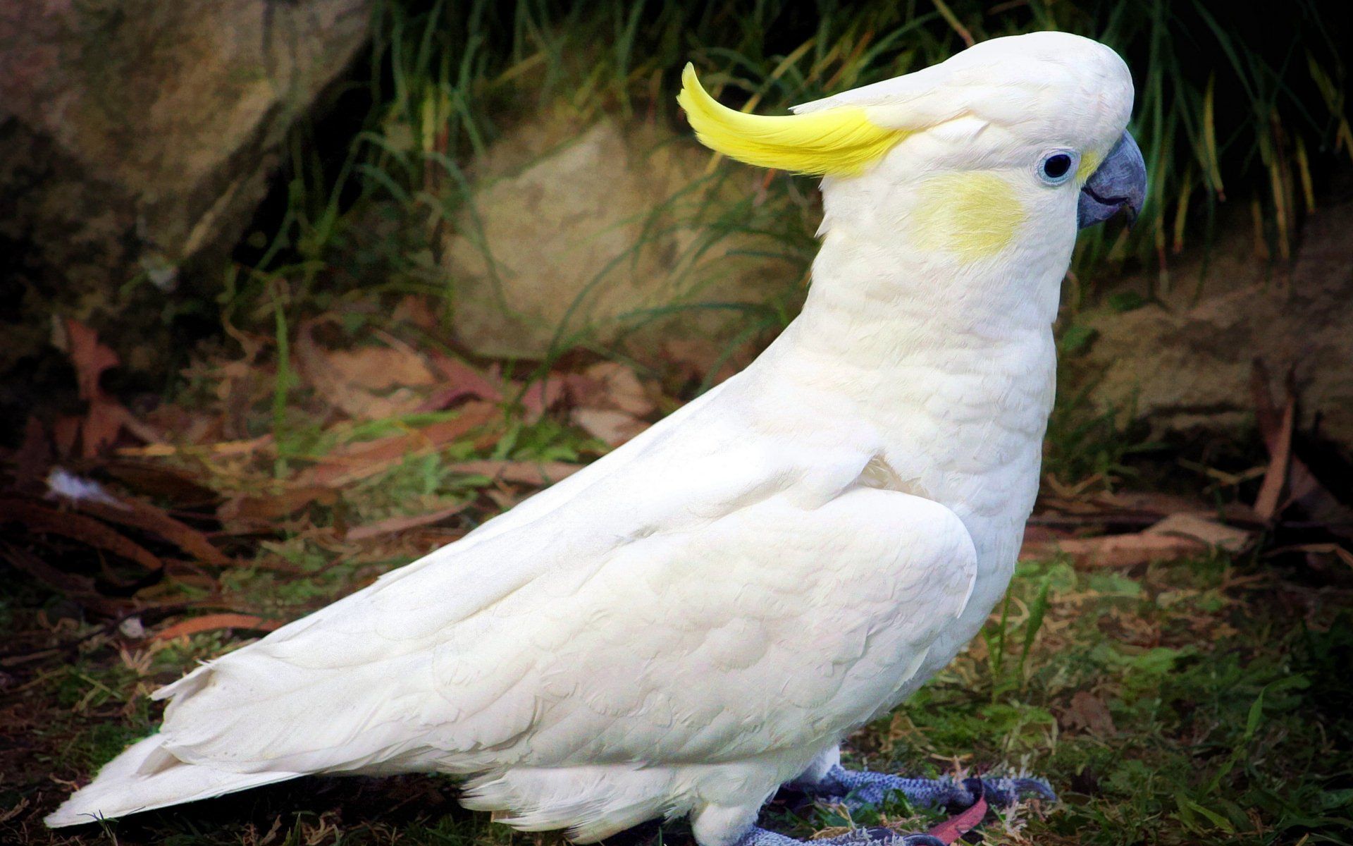1920x1200 Sulphur Crested Cockatoo In Vibrant HD