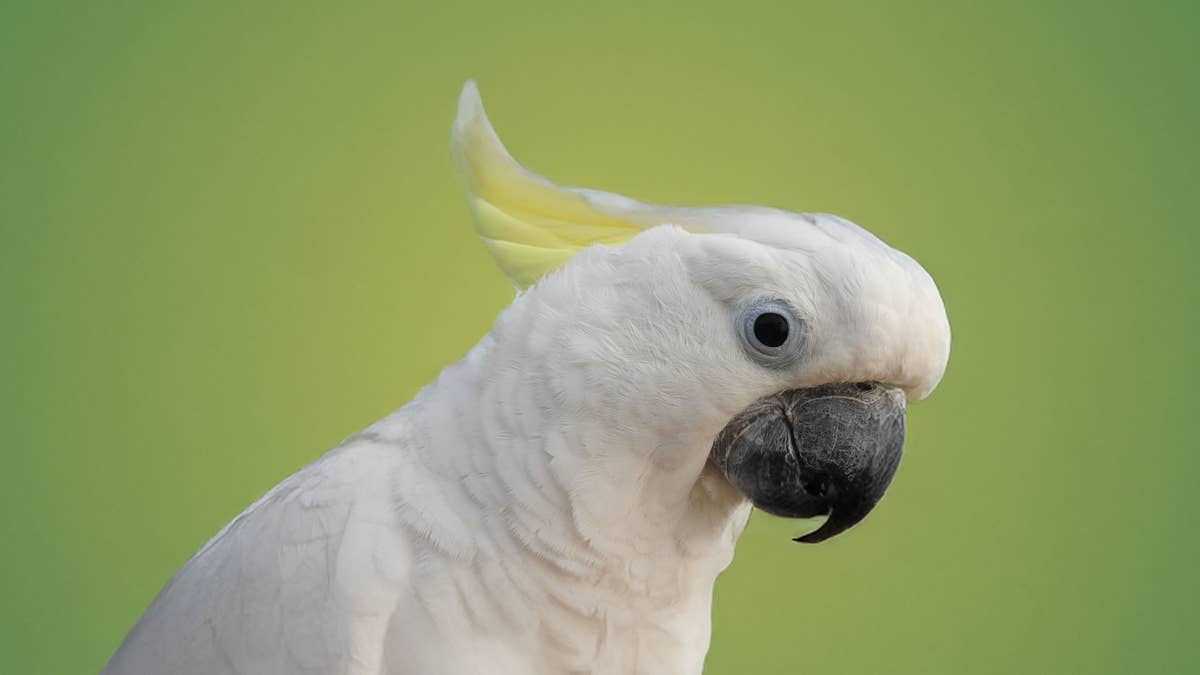 1200x675 Cockatoo Finally Warms Up to Tiny Parrot Sibling in Moment of Pure Magic