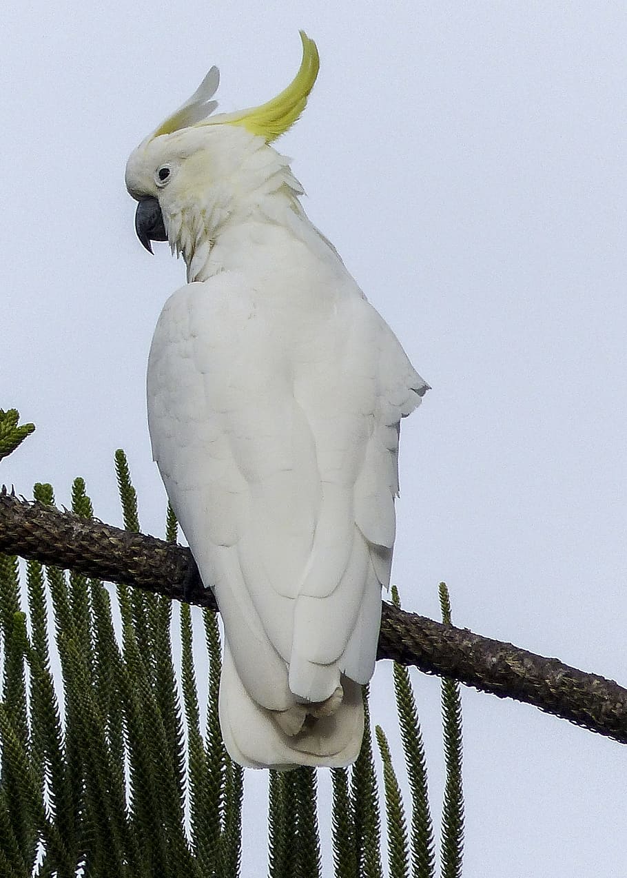 910x1274 HD wallpaper: cockatoo, white, yellow, bird, intelligent, smart, parrot, wildlife