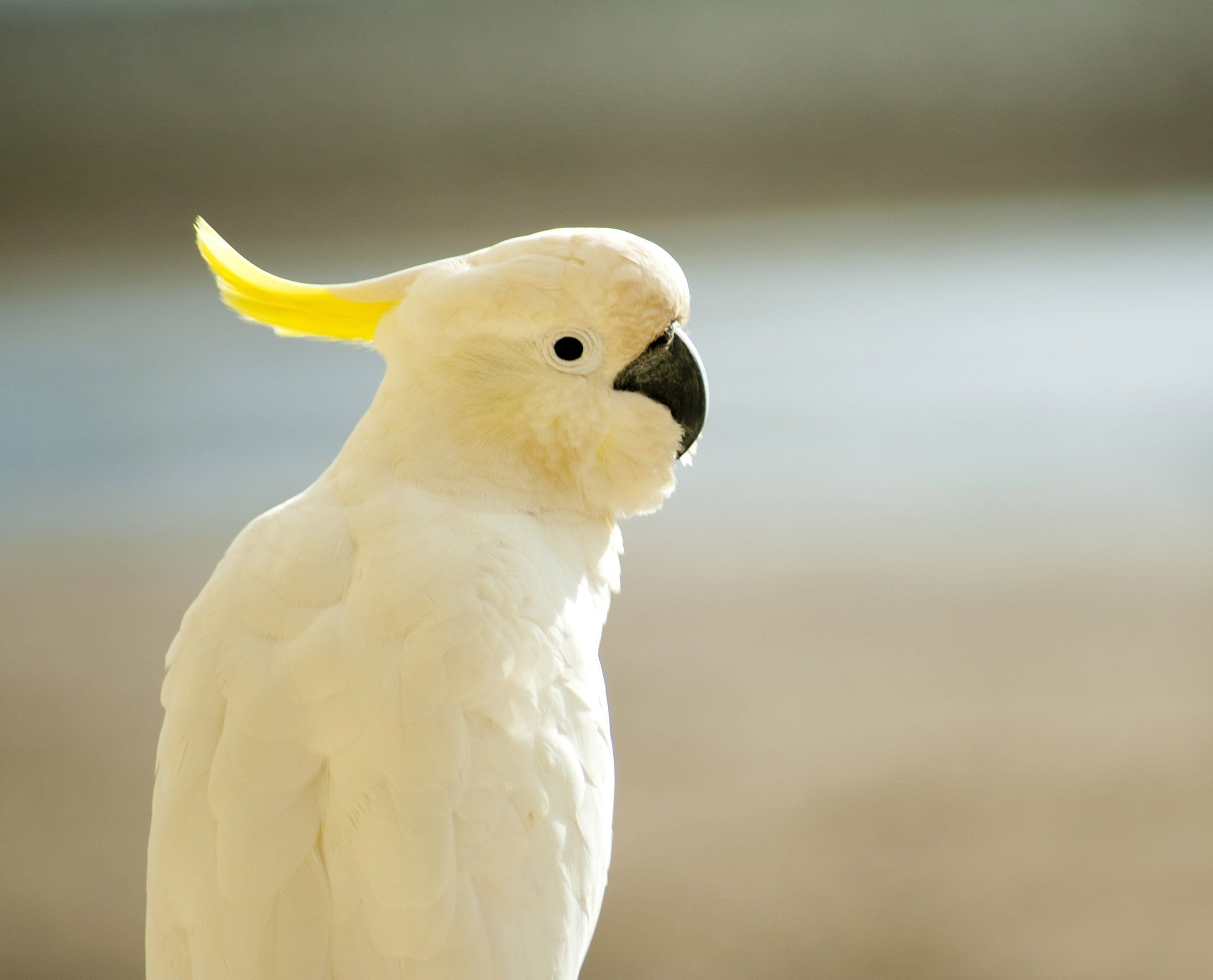 2500x2021 cockatoo, Parrot, Bird, Tropical, 41 Wallpaper HD / Desktop and Mobile Background
