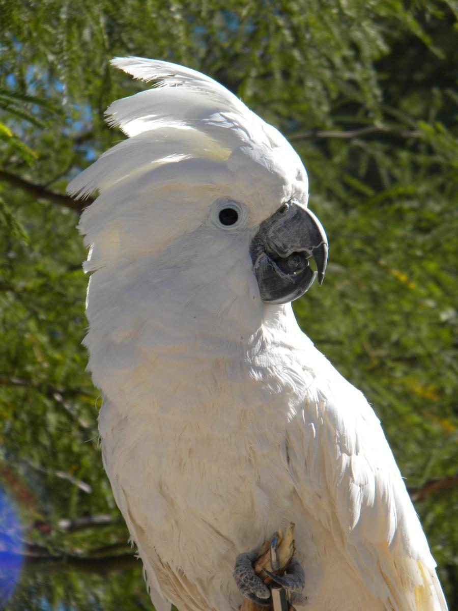 900x1200 Cockatoo Wallpaper