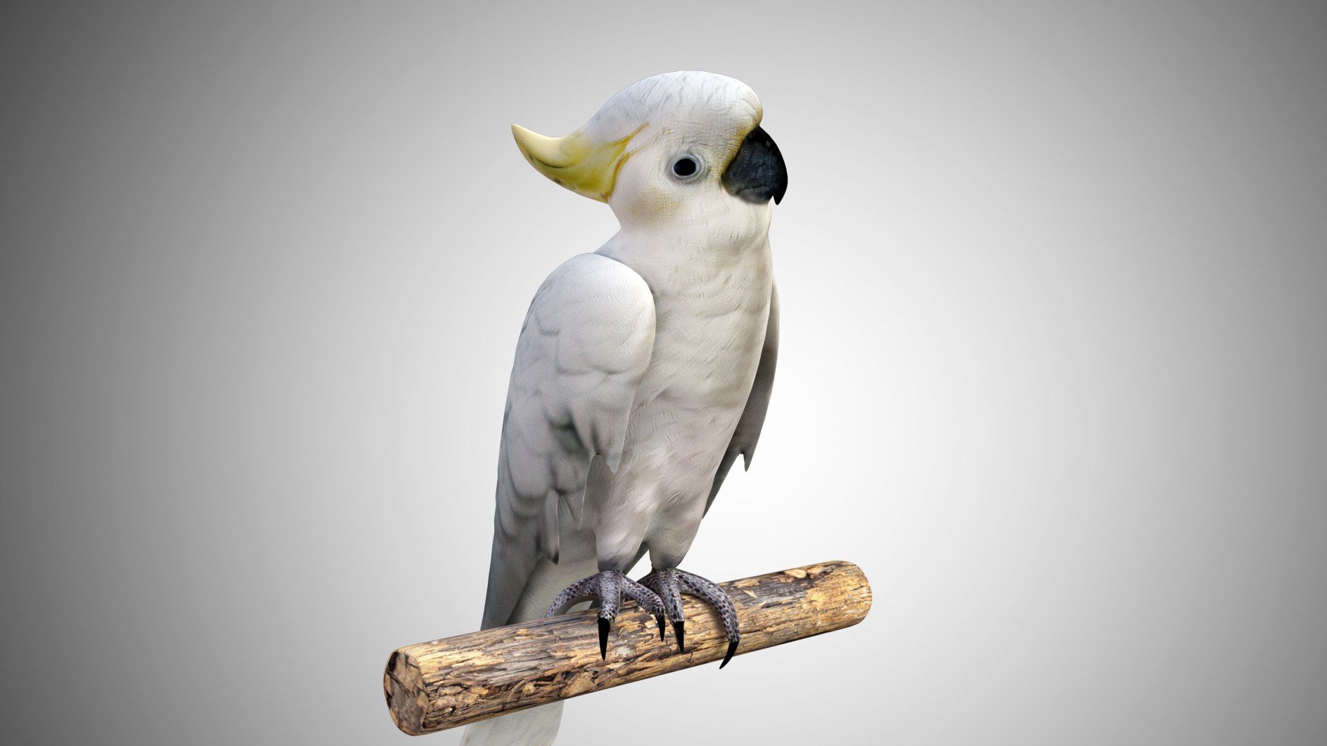 1920x1080 3D Model Cockatoo White Parrot