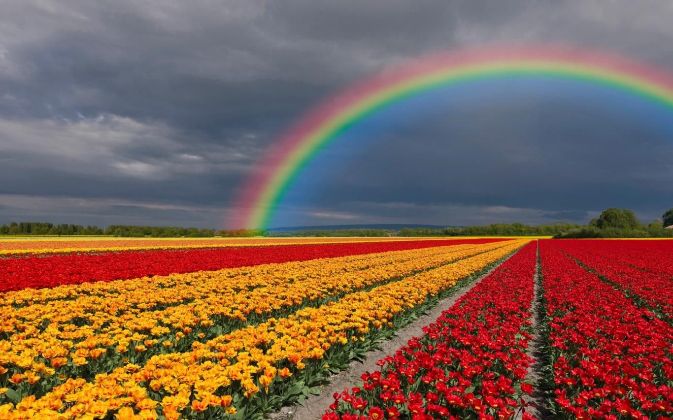 1366x853 Fields of Flowers download and install on Windows