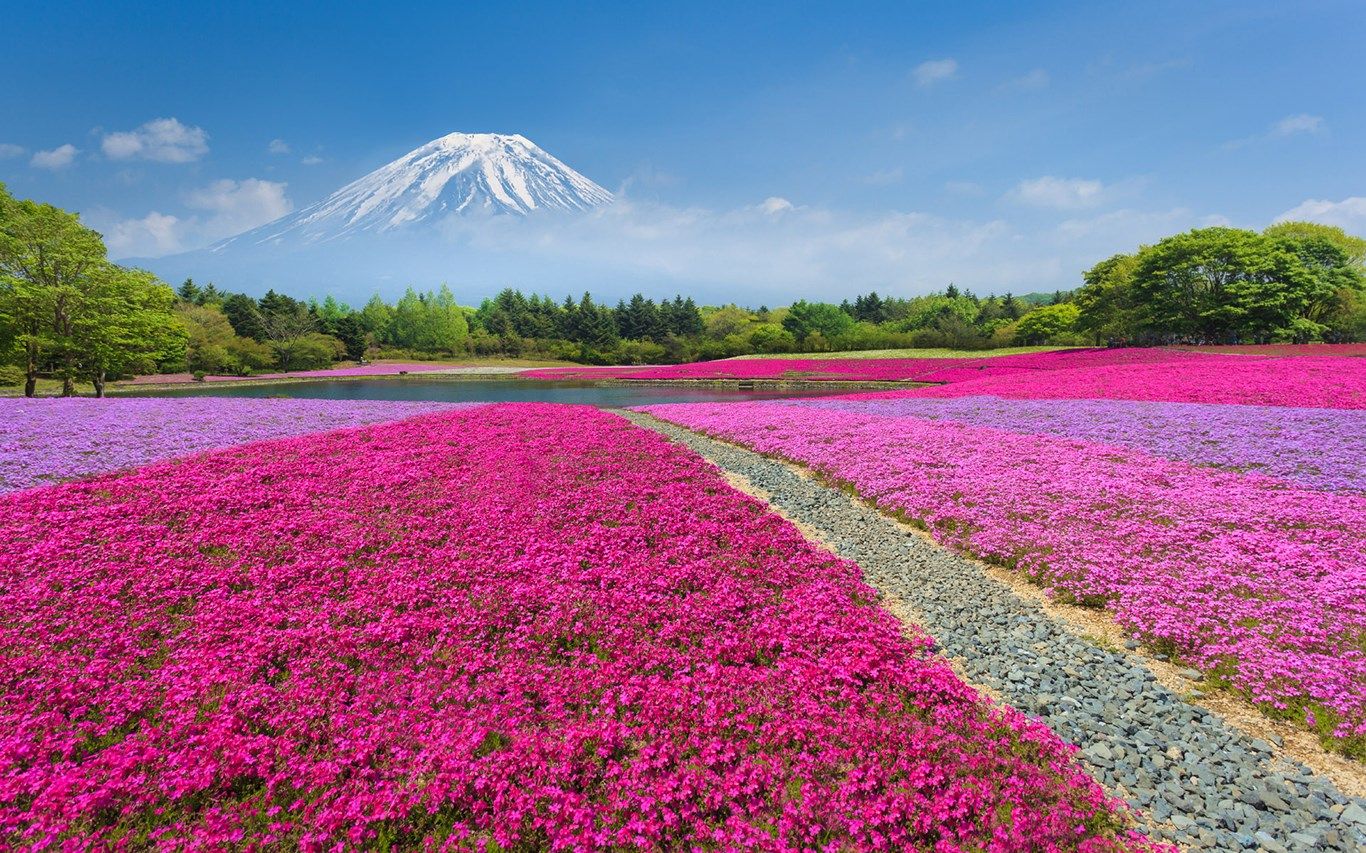 1366x853 Fields of Flowers download and install on Windows