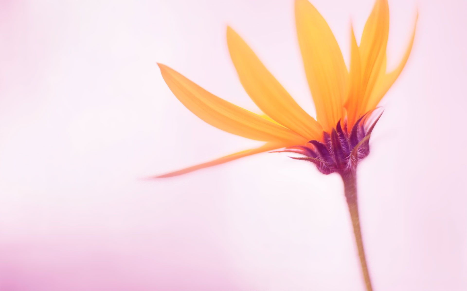 1920x1200 flowers, Windows Wallpaper HD / Desktop and Mobile Background
