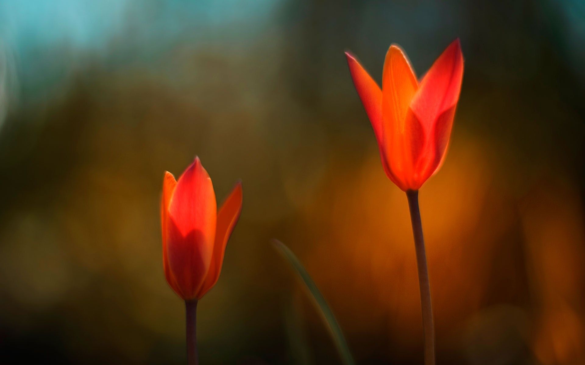 1920x1200 Windows 10 Stock Orange Flower
