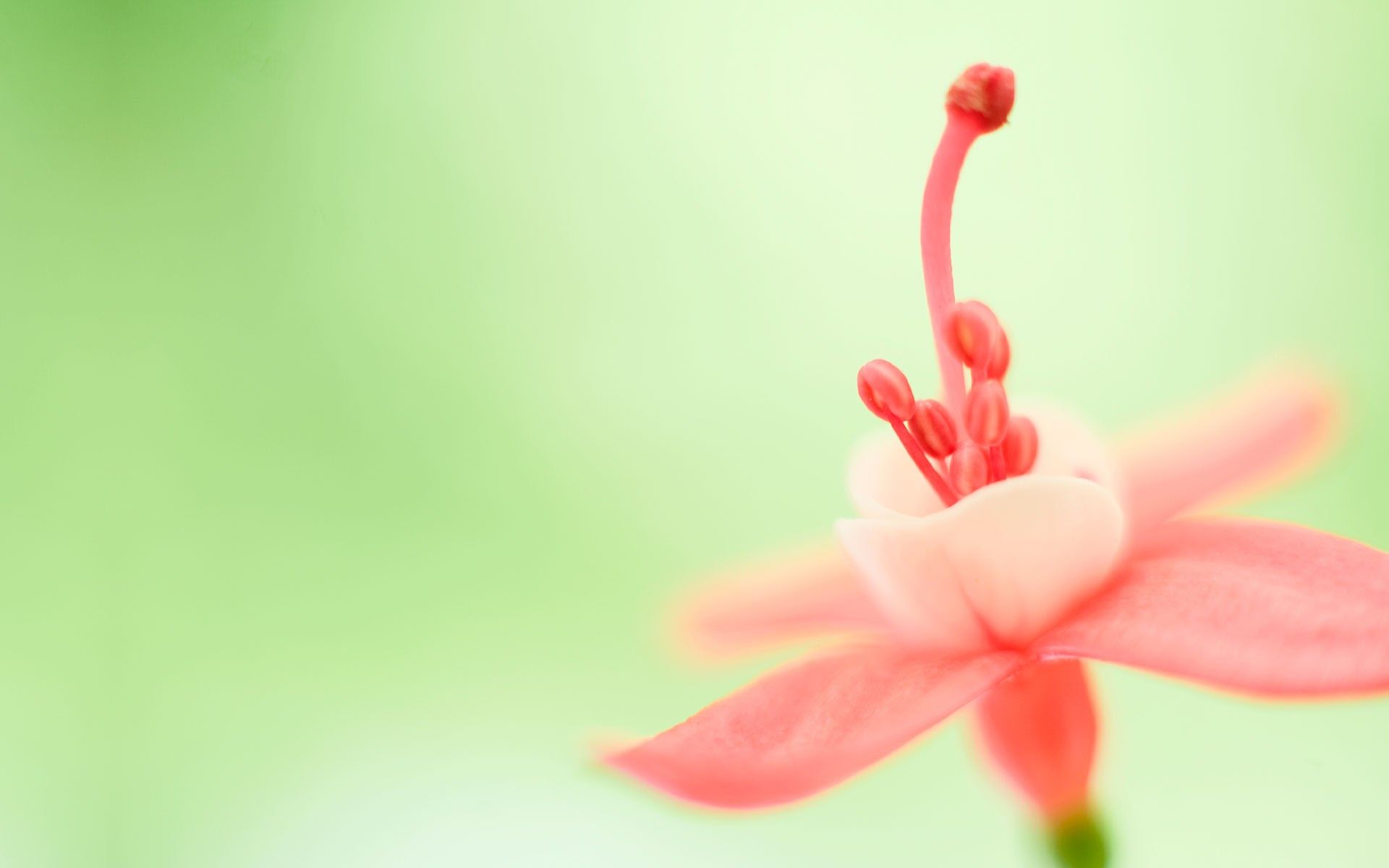 1920x1200 Free HD Windows 10 Stock Pink Flower Wallpaper