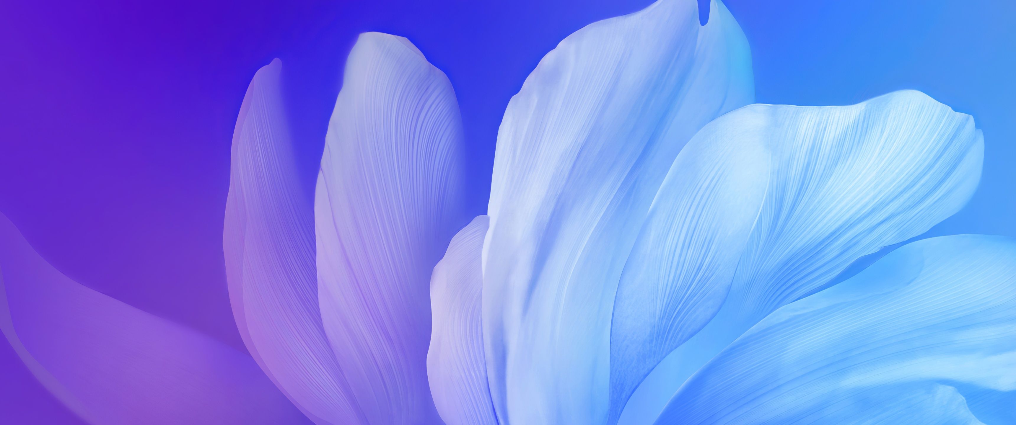 3440x1440 Blue flower Wallpaper 4K, Gradient background, Aesthetic