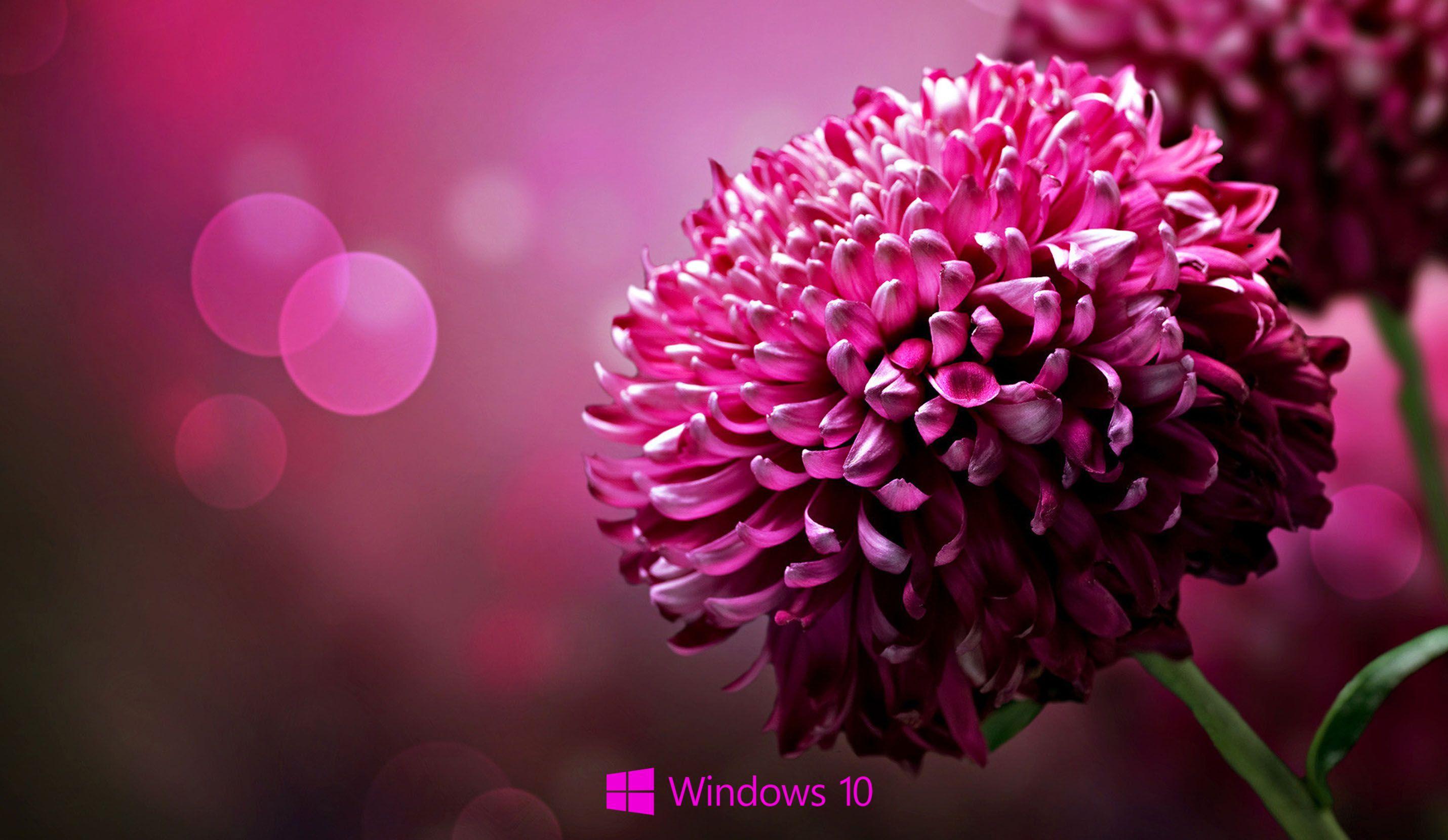 2860x1660 Laptop Flower Wallpaper
