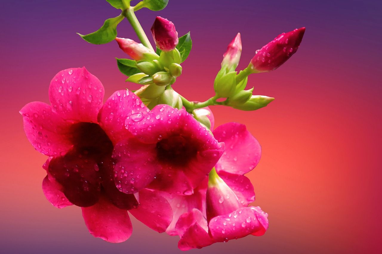 1280x853 Background Flower Blossom