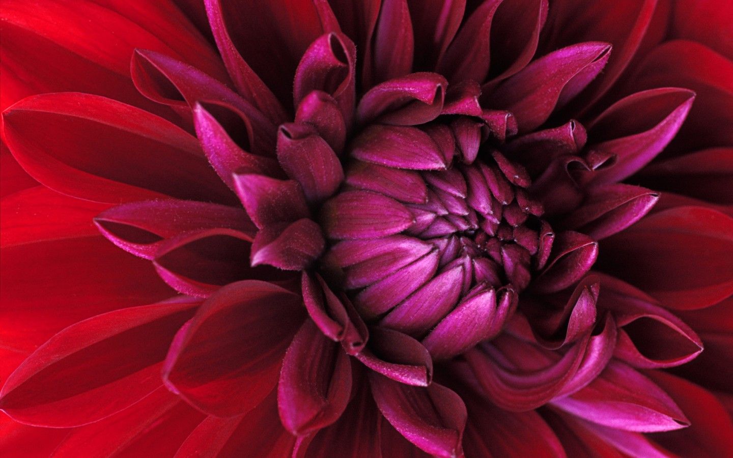 1440x900 Windows 7 Flower Wallpaper