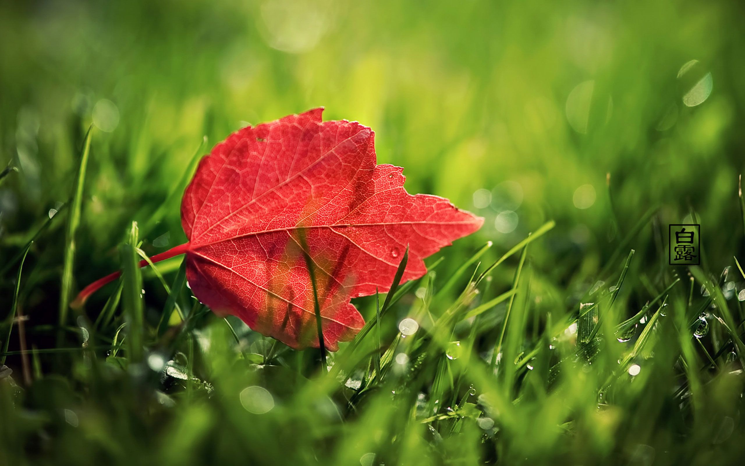 2560x1600 Red Leaf Windows 10 Wallpaper