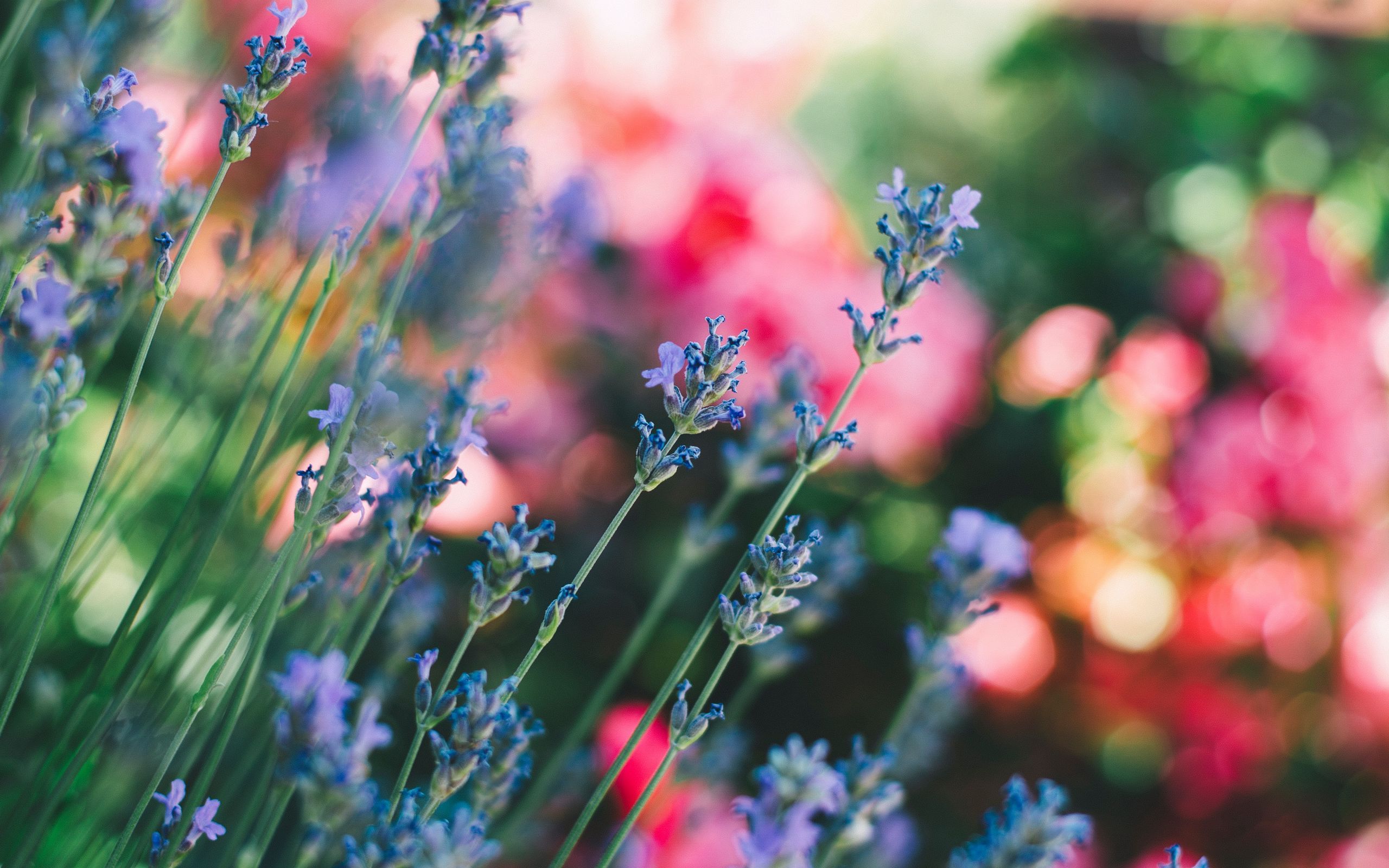 2560x1600 Download wallpaper 2560x1600 flowers, field, stems, blur widescreen 16:10 HD background
