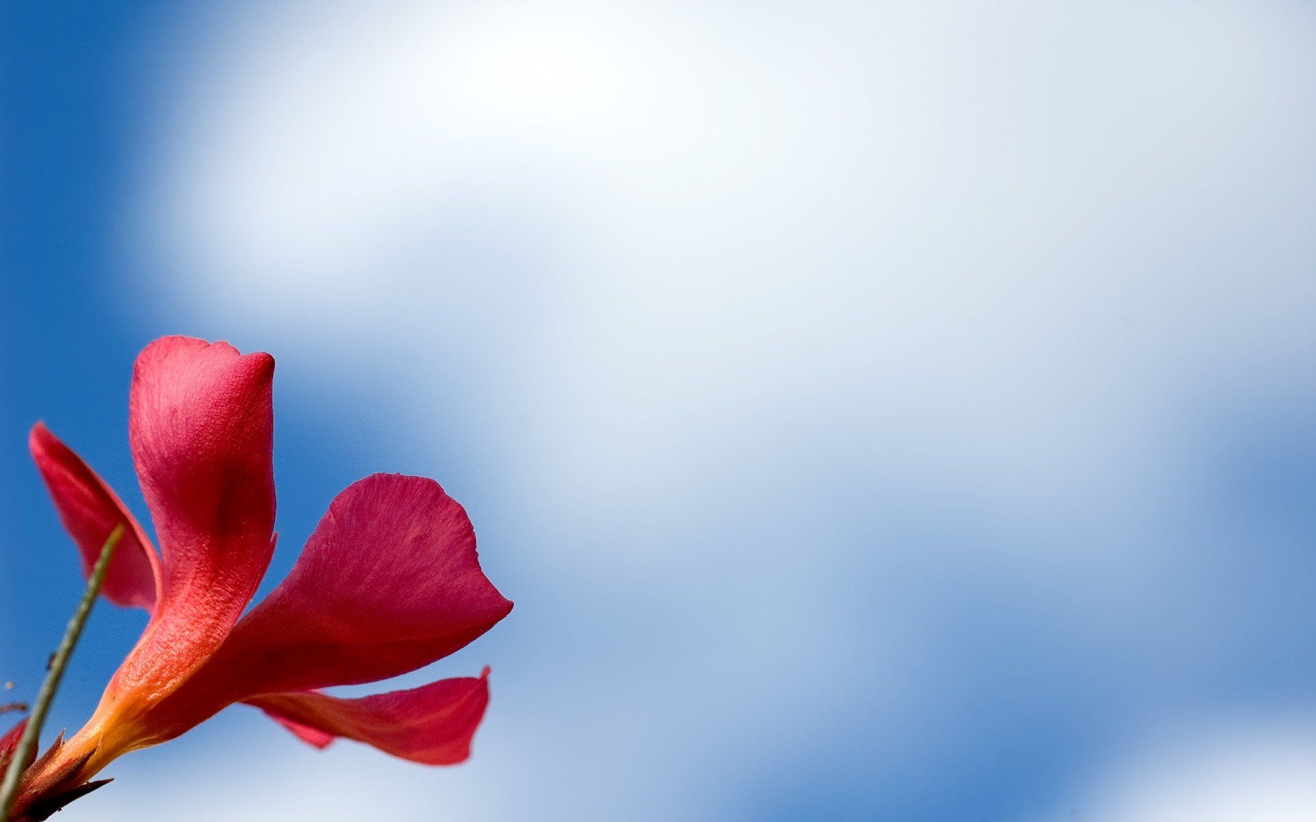1920x1200 2K Quad HD Scarlet Blossom