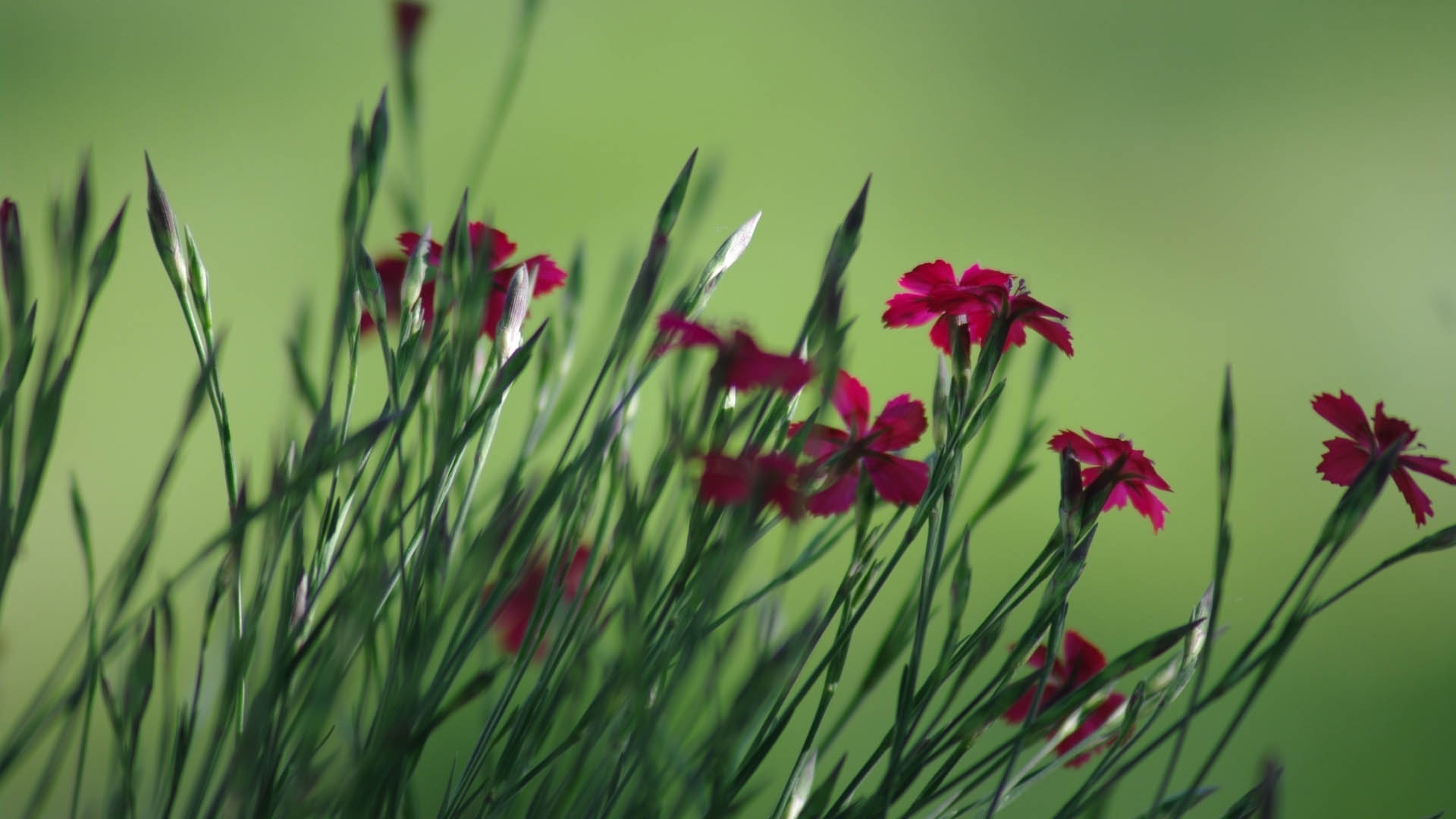 1920x1080 carnation, flower, plant Wallpaper, HD Flowers 4K Wallpaper, Image and Background